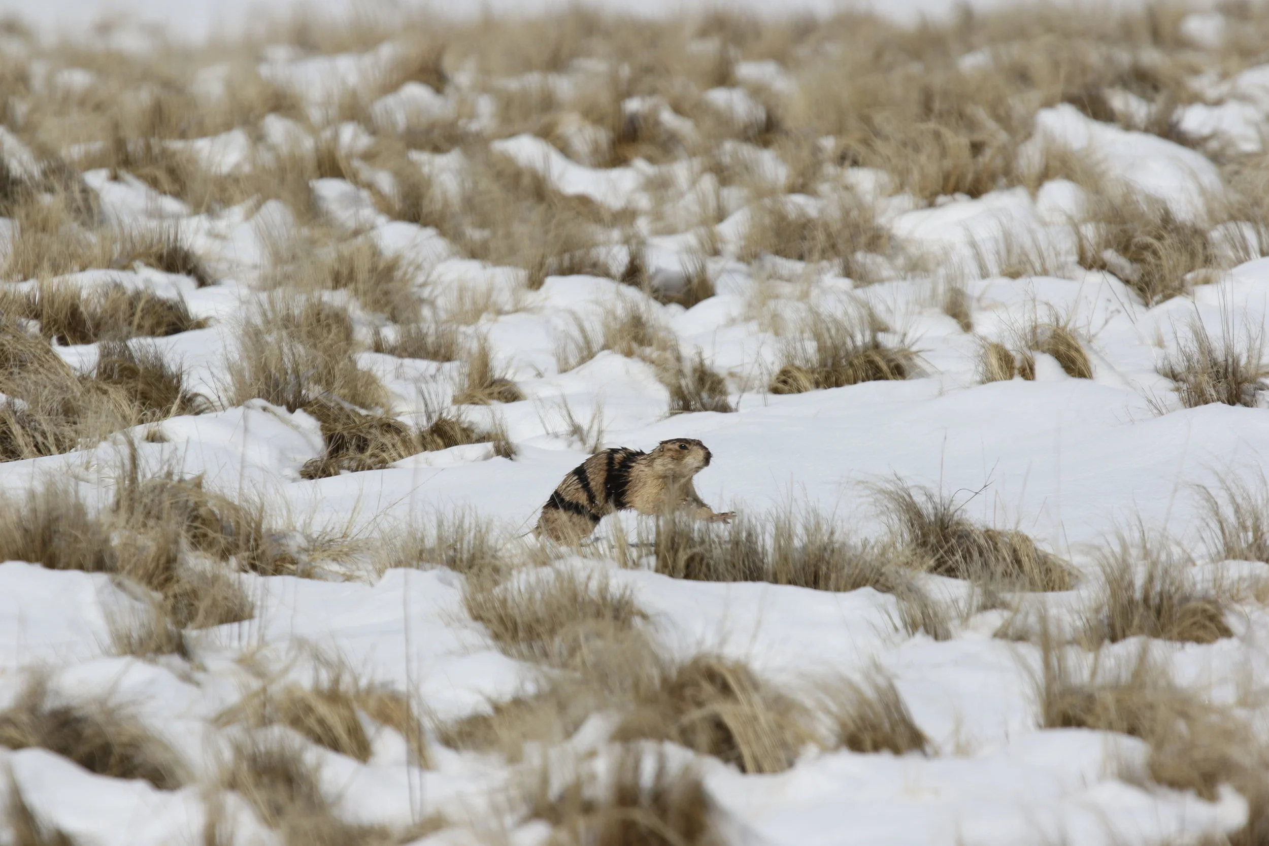   Female prairie dogs are marked with numbers 50 and above or with a unique marking, such as four stripes down each flank to designate female 4 Stripe (or 4STR on a datasheet). 4STR was marked in the fall before submerging for the winter, and will lo