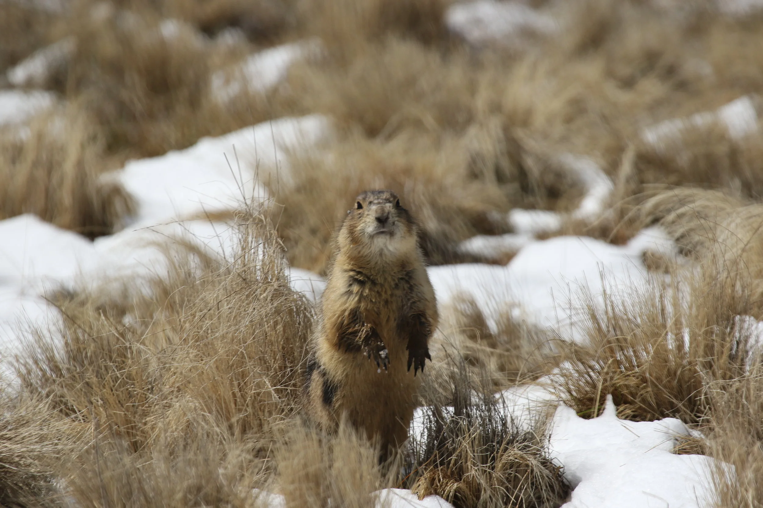   Front paws wet from snow, 45 looks out as he forages.  ©MRR 2017   