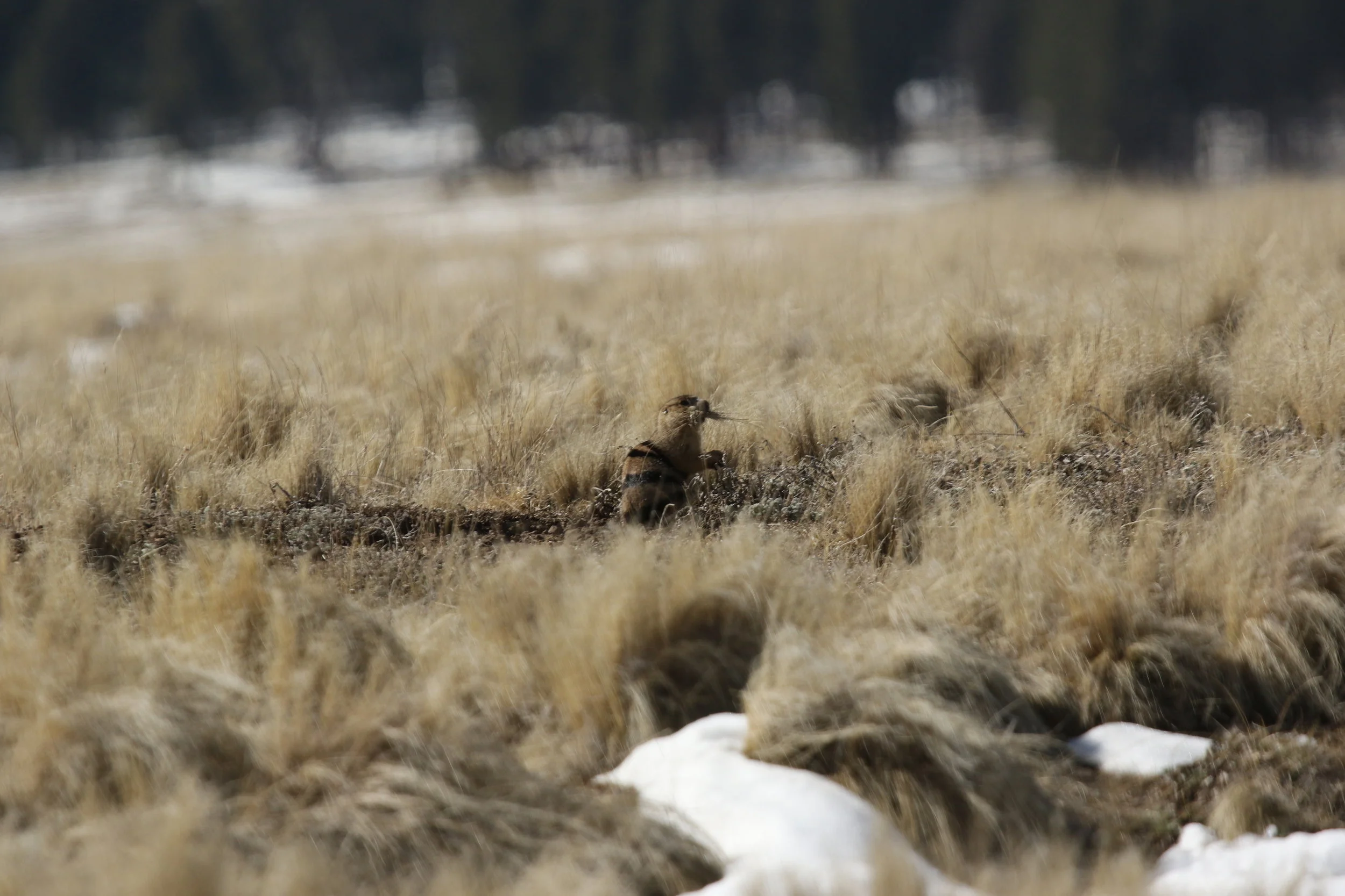   Female 4 Stripe gathers nesting material for her burrow, likely anticipating a cold night.  ©MRR 2017   