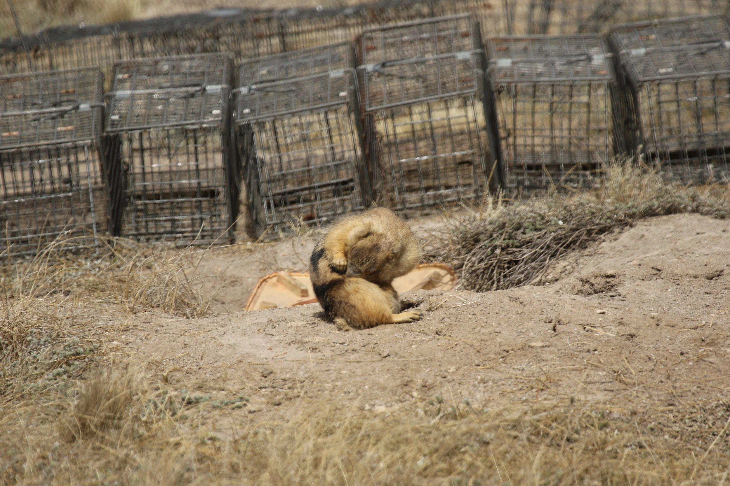   45 pauses to groom in front of a trap surrounding. Surroundings are set around specific burrows when particular prairie dogs need to be caught for marking in the early Spring.  ©MRR 2017   