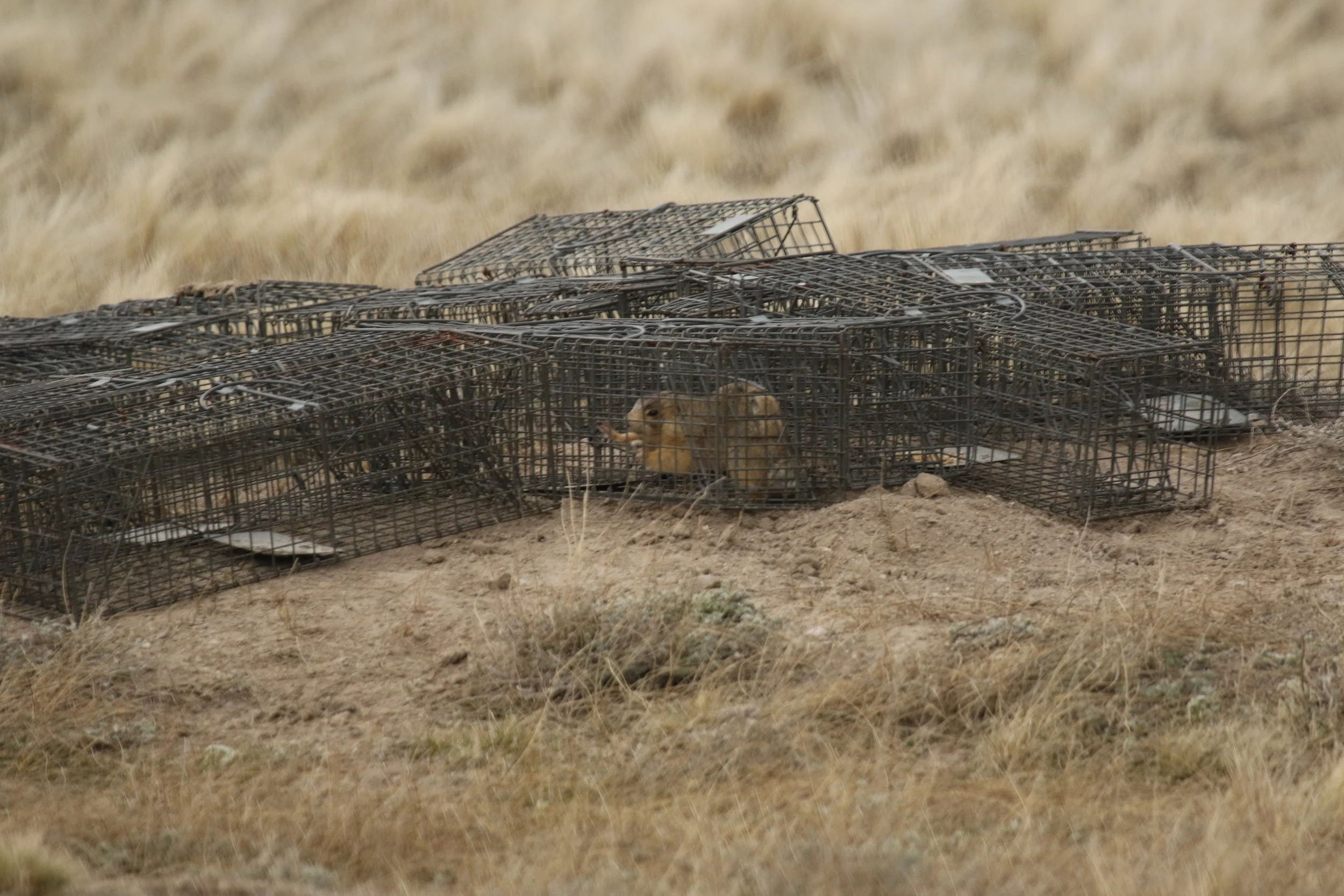   An unmarked prairie dog has been trapped in a surrounding, ready to be marked before the busy mating season begins.  ©MRR 2017   
