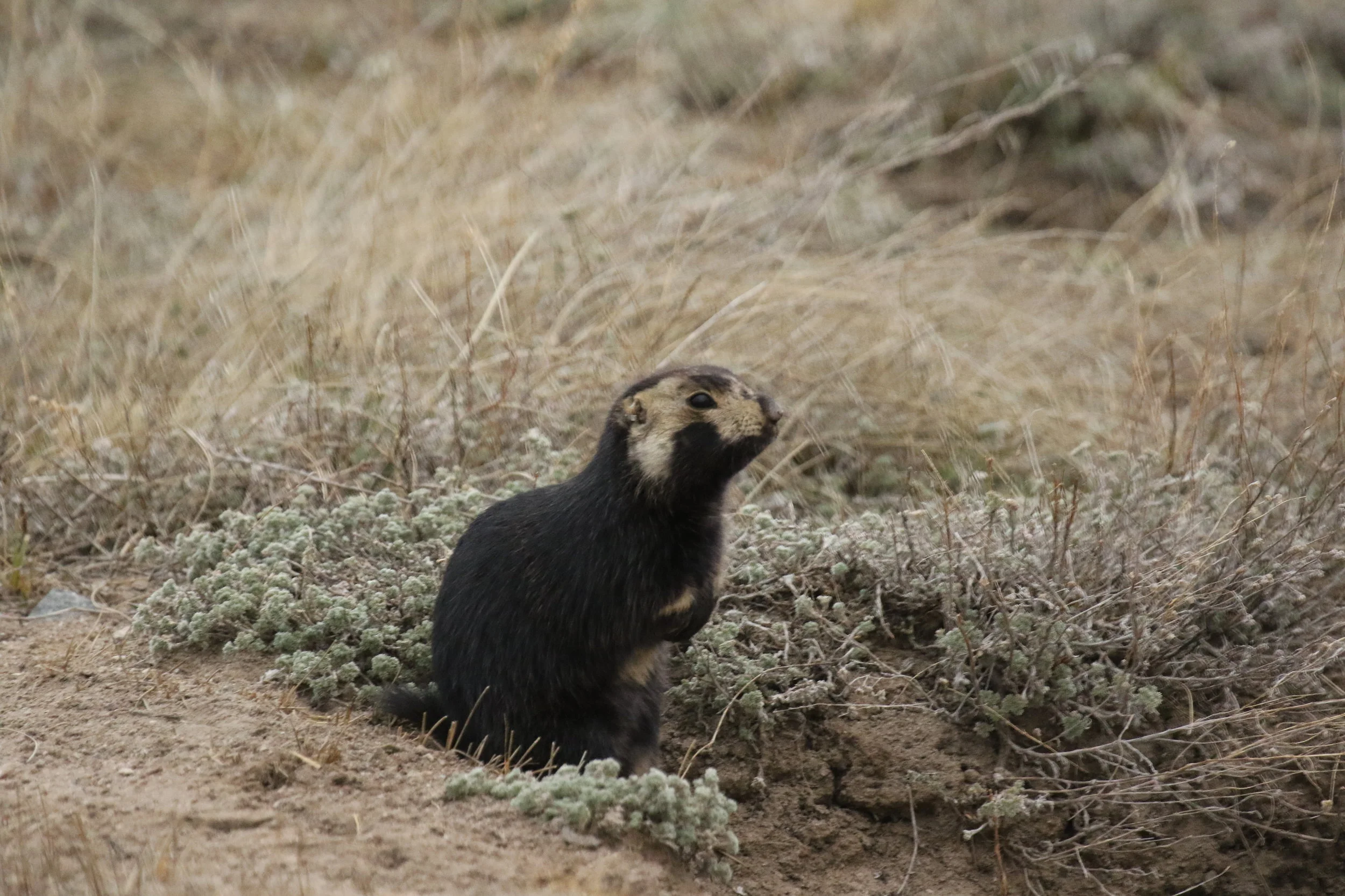   Females often stand for long periods at their burrows in the early Spring (Wetsuit here), and will forage near their burrows as the males of their clan run around and often herd them into their burrows to establish dominance.  ©MRR 2017   