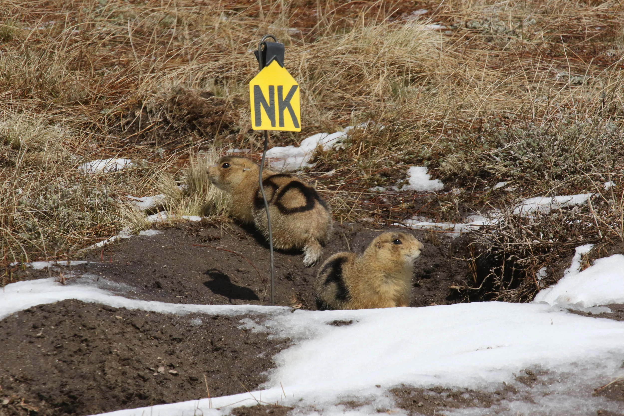   50 and 83 emerged from the same burrow, possibly sisters, most definitely kin. Prairie dog females exhibit philopatry, remaining in the same clan as their mothers, aunts, and female relatives.  ©MRR 2017   
