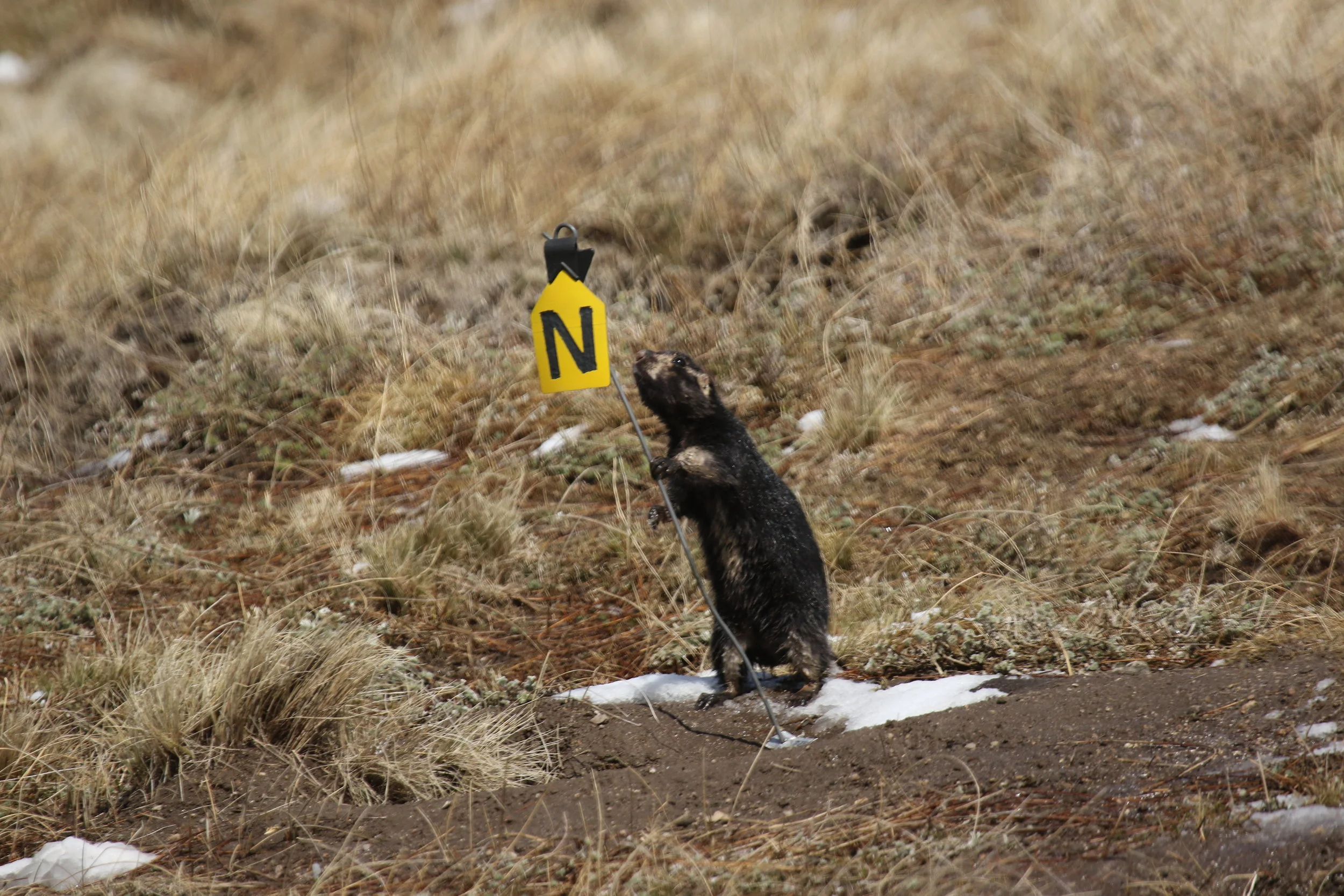   Wetsuit investigates a burrow marking. These tags are placed at heavily-used burrows for referencing when taking behavioral data.  ©MRR 2017   