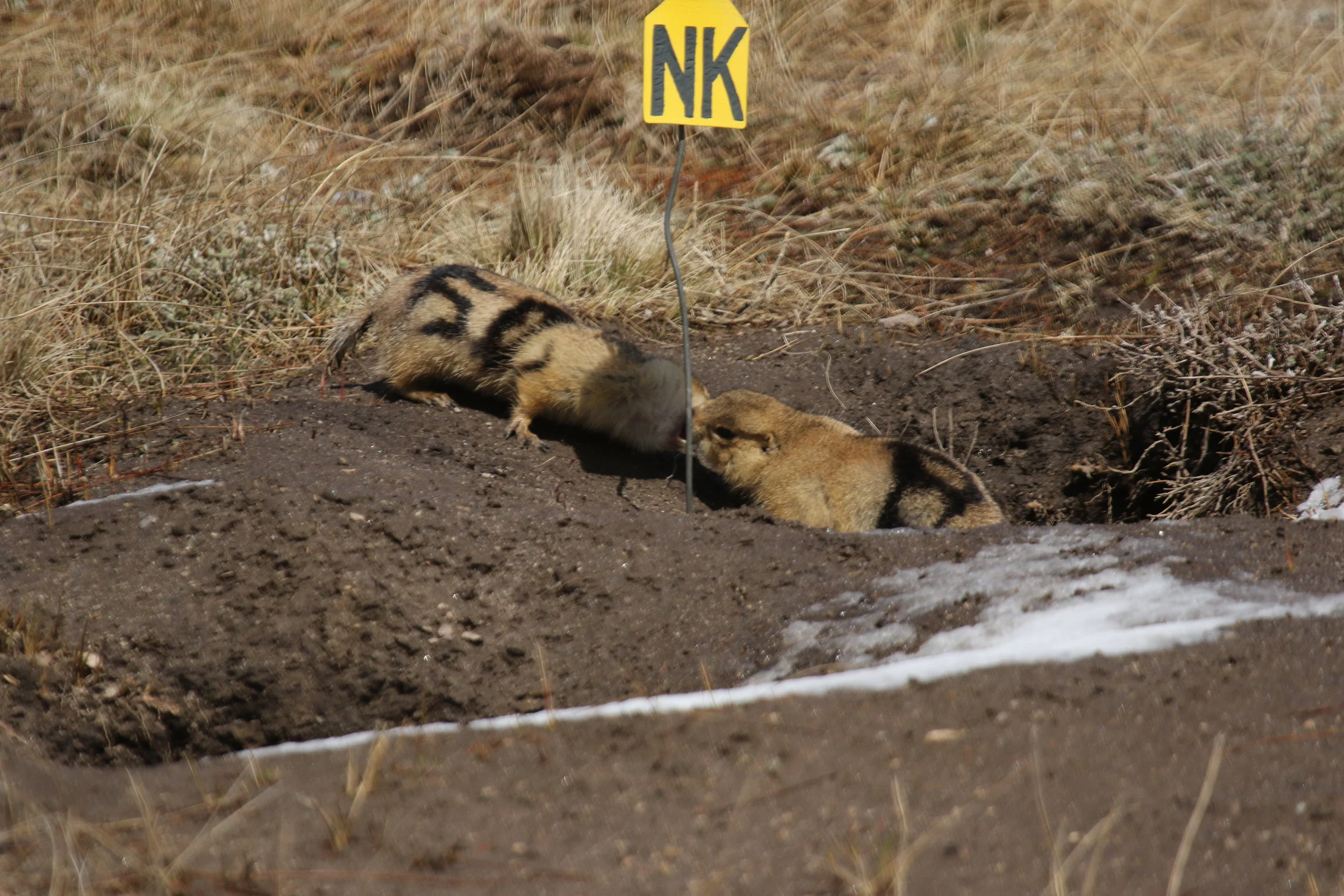  Recently emerged 50 and 83 share a friendly kiss. Context and relationships determine whether kissing is friendly or hostile. After mating, 50 and 83 will become less friendly as they vie for nursery burrows.  ©MRR 2017   