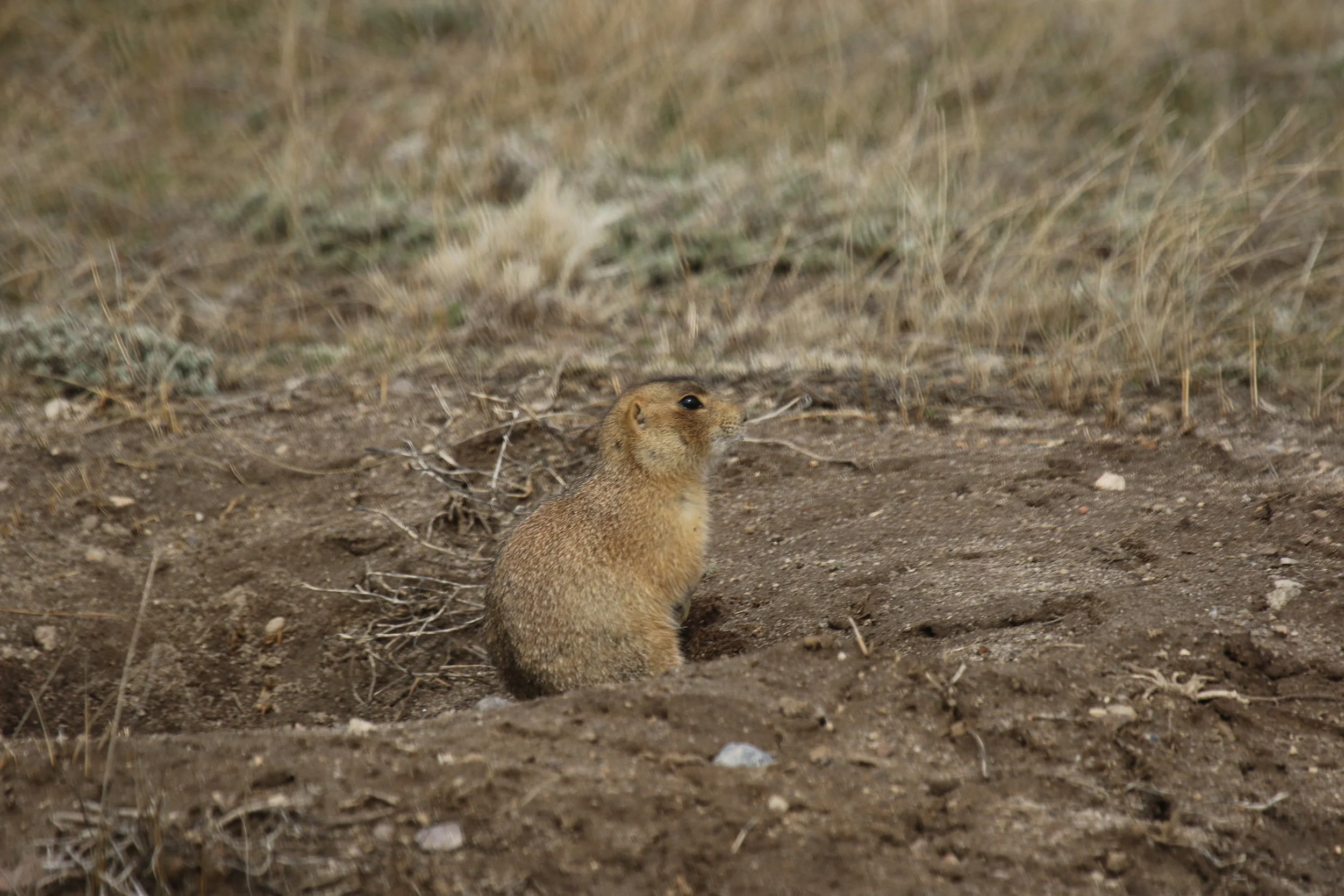   An unmarked dog, having just emerged, will be caught as soon as possible to receive an identification and be entered into the study pool.  ©MRR 2017   