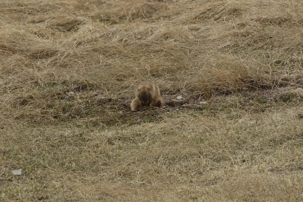 how-do-prairie-dogs-mate