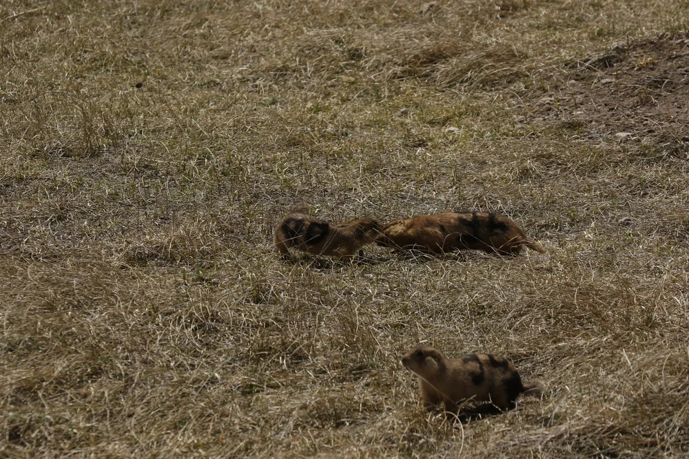 how-do-prairie-dogs-mate