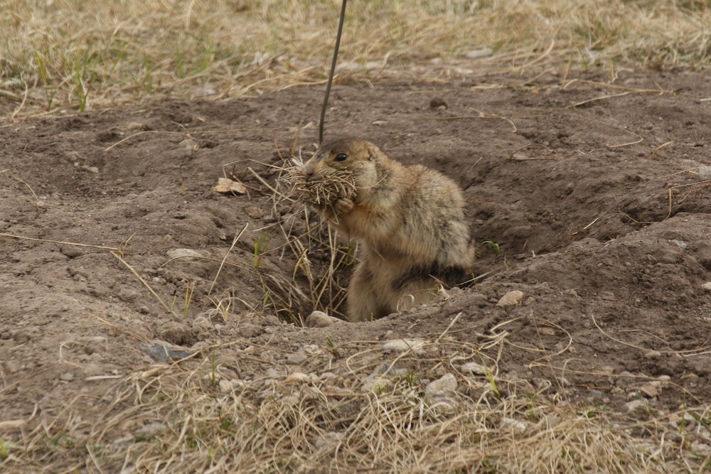 how-do-prairie-dogs-mate