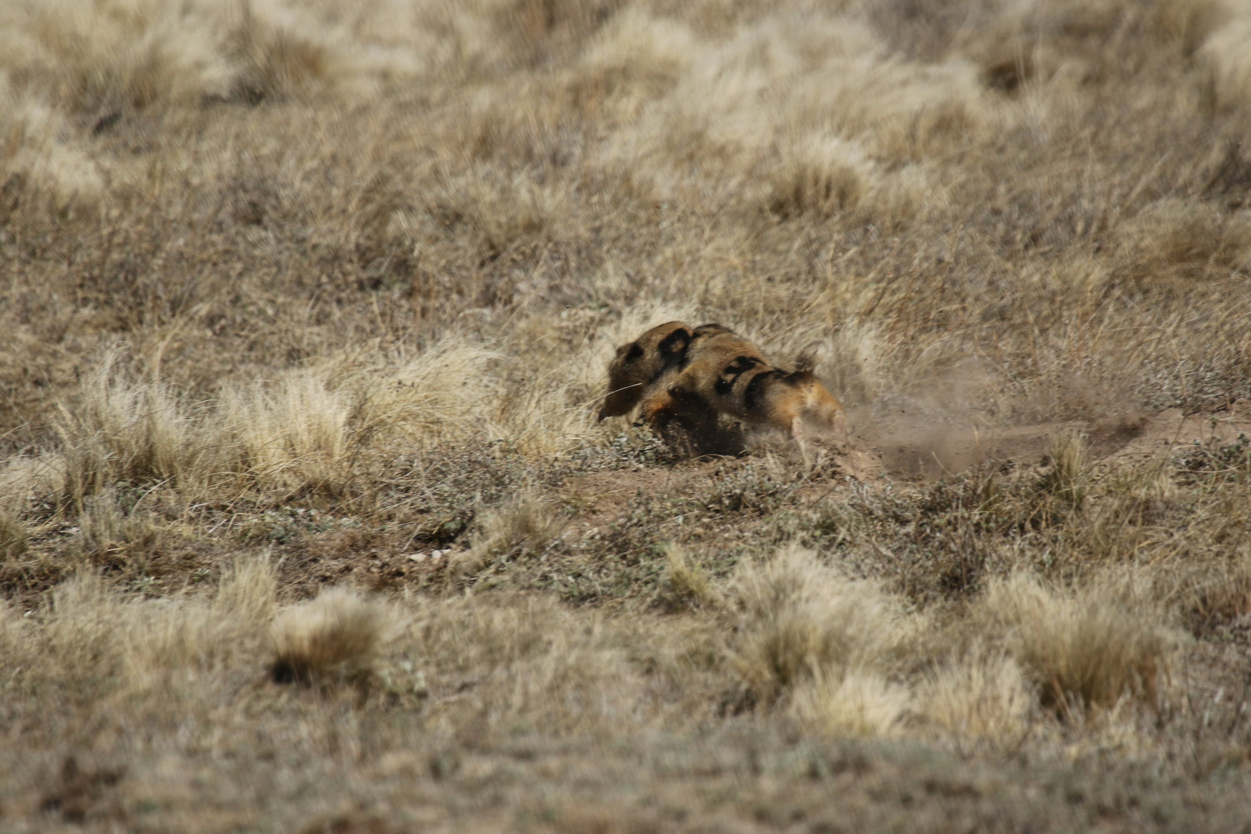  31 aims a bite at 29’s flank as the other dog retreats. This would be scored as a territorial dispute and chase (TD, C) but with no fight (F), as the two prairie dogs did not roll into full-contact fighting.  ©MRR 2017  