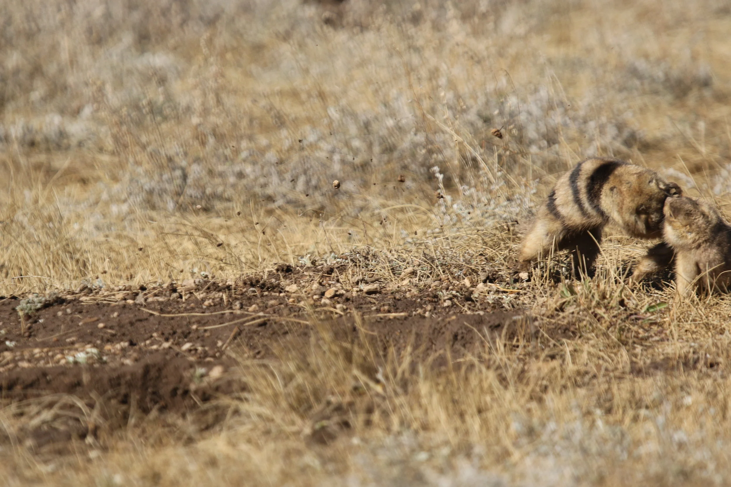  A full contact fight.  ©MRR 2017  