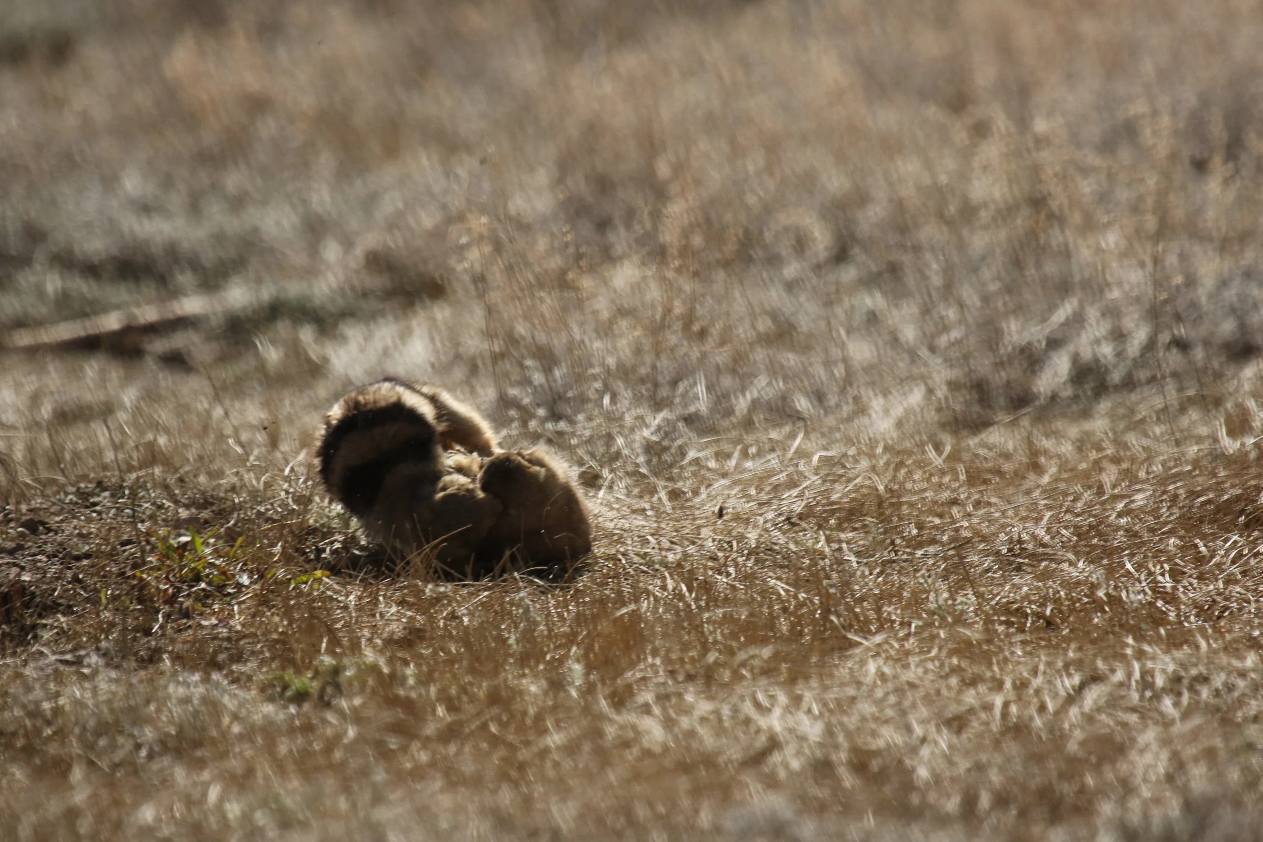  A lucky still shot captures Triple Stripe biting 51 in the face as they fight.  ©MRR 2017  