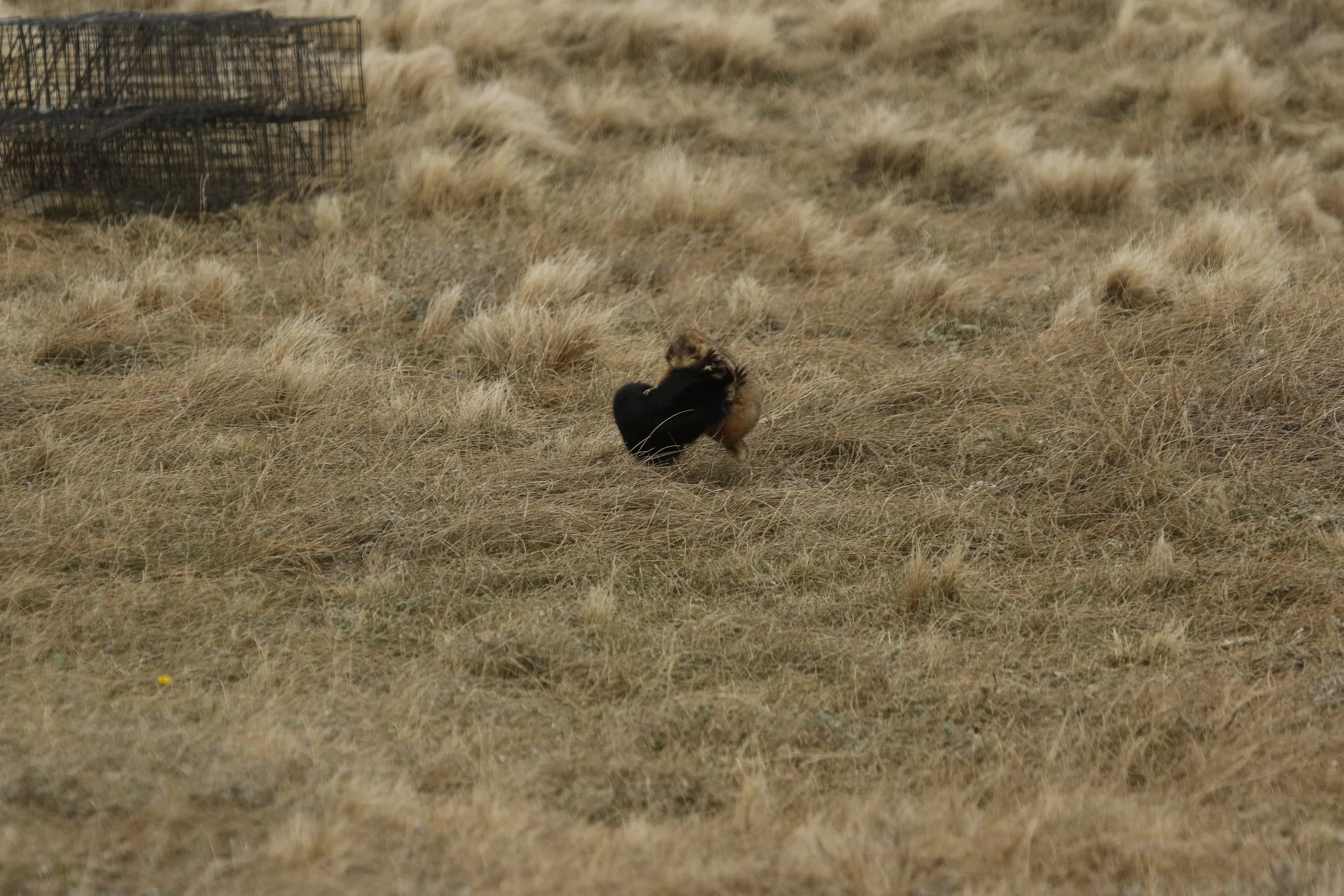  The two females again break into a contact fight.  ©MRR 2017  