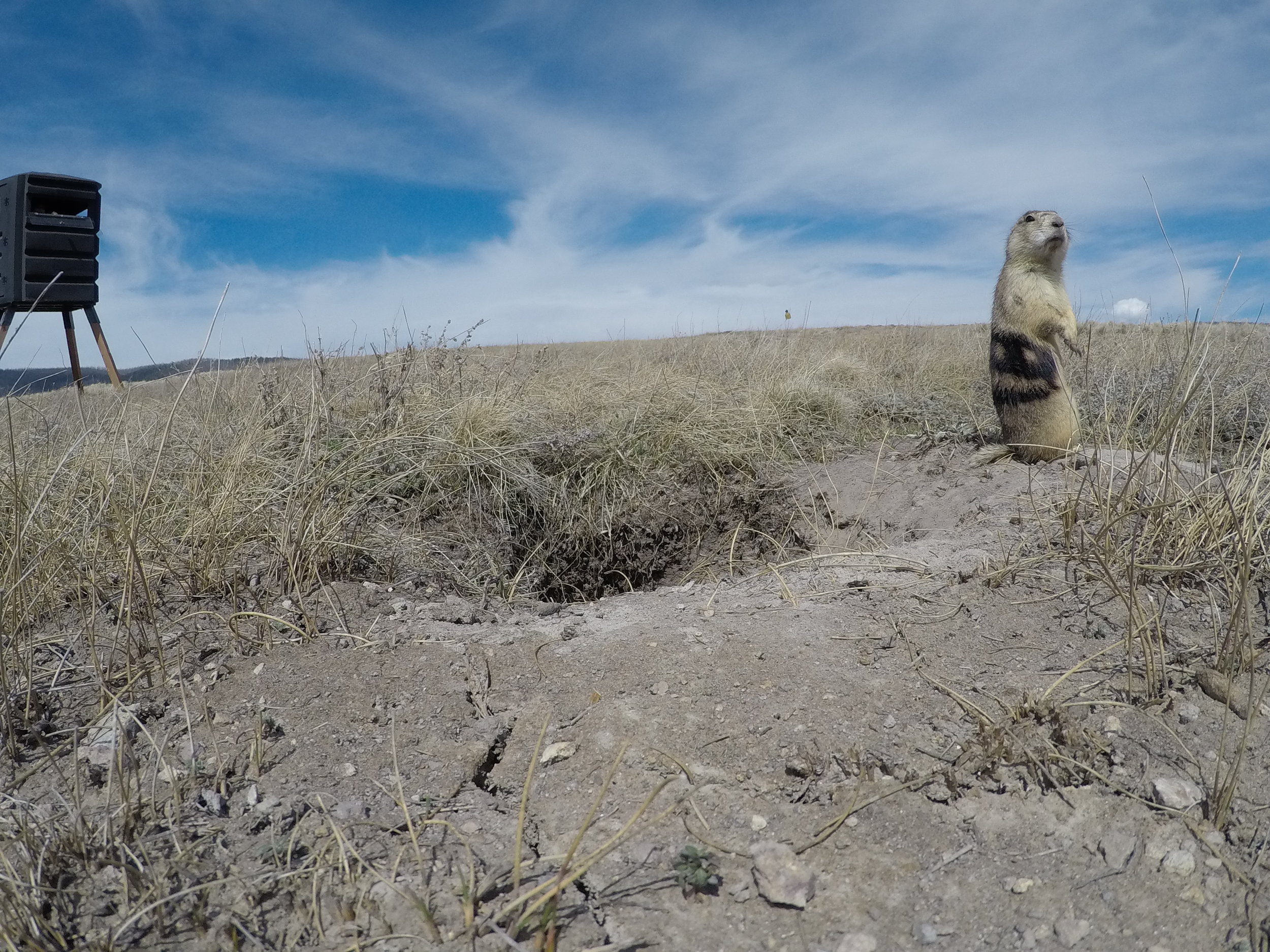  A closeup shot of a prairie dog at his burrow shows an observation blind in the near distance.  ©MRR 2017  