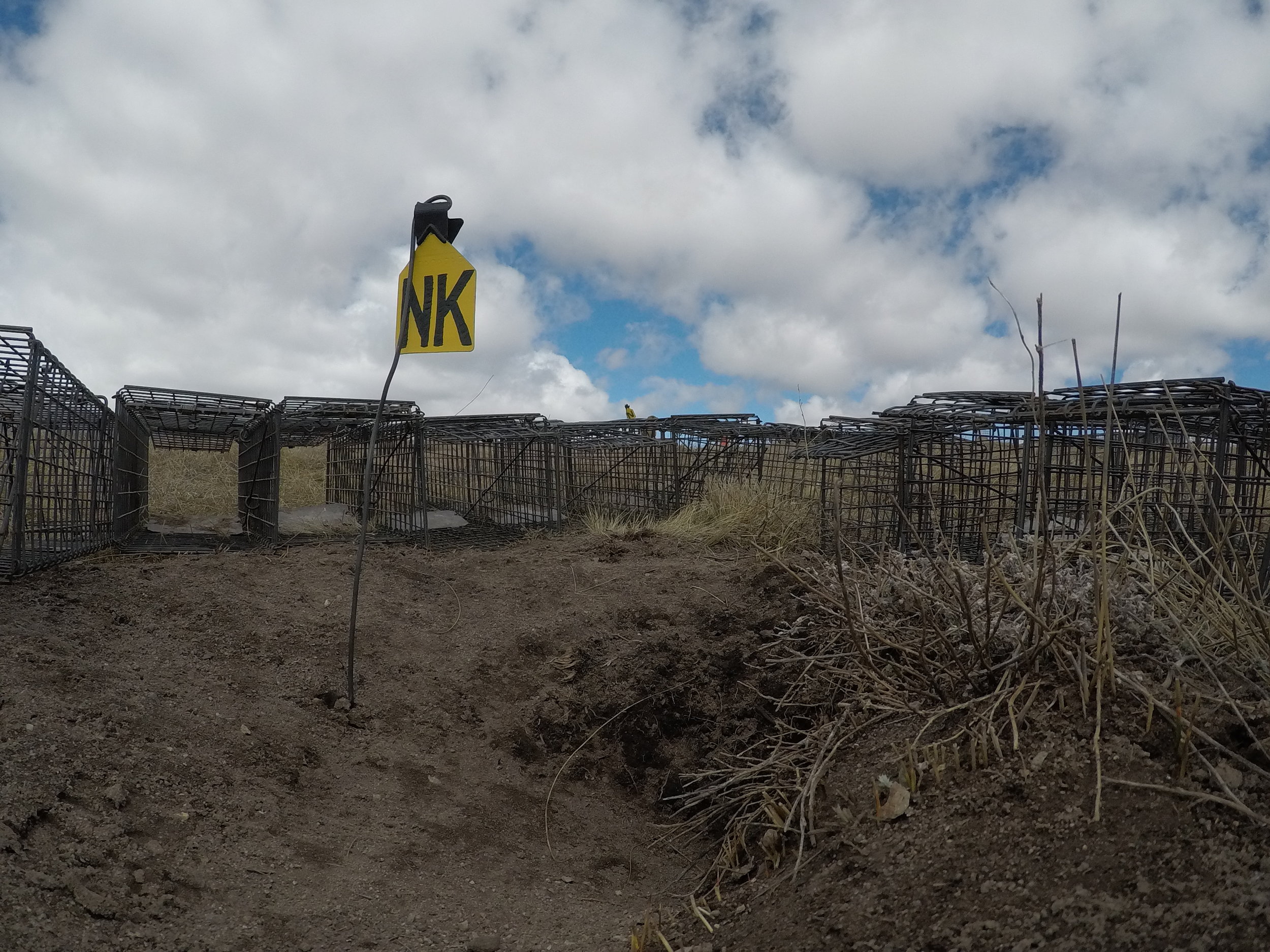  A prairie dog's view inside a surrounding.  ©MRR 2017  