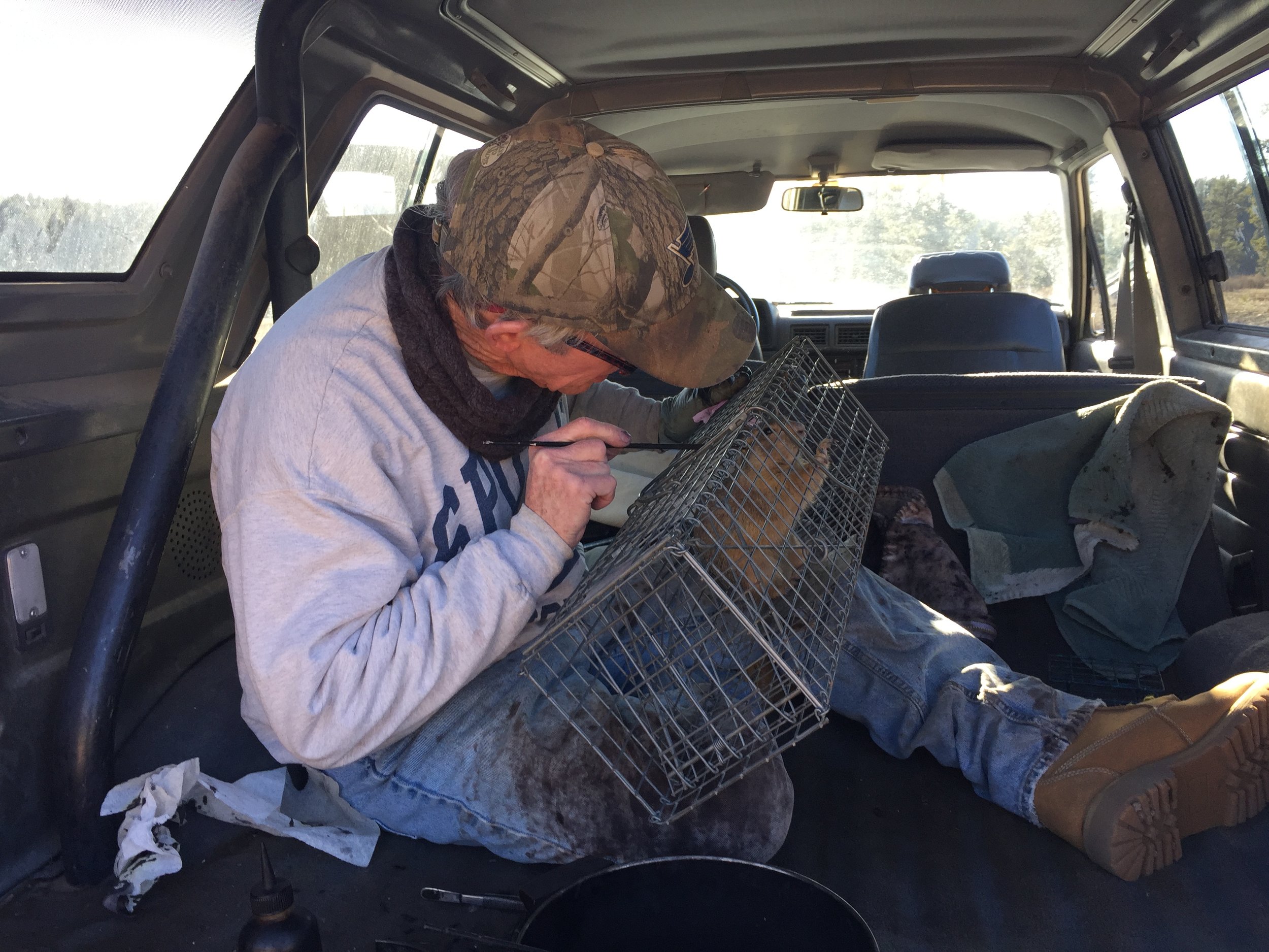  John checks a marked prairie dog for eartags.  ©MRR 2016  