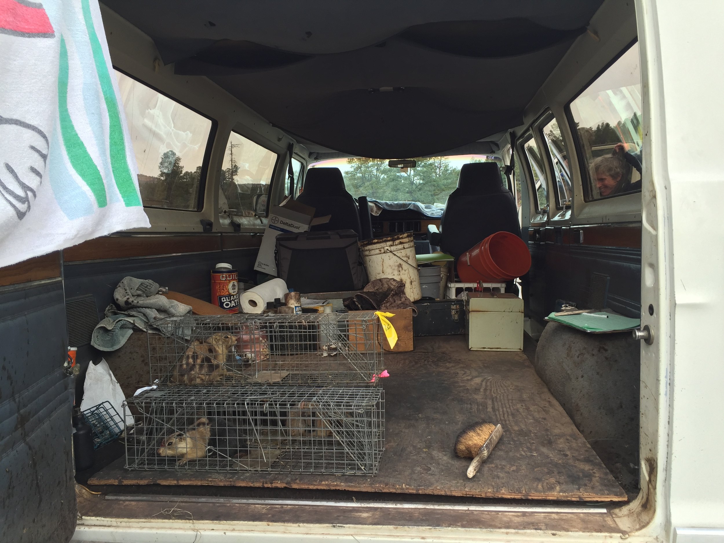  Trapped prairie dogs wait in the marking van for handling.  ©MRR 2016  