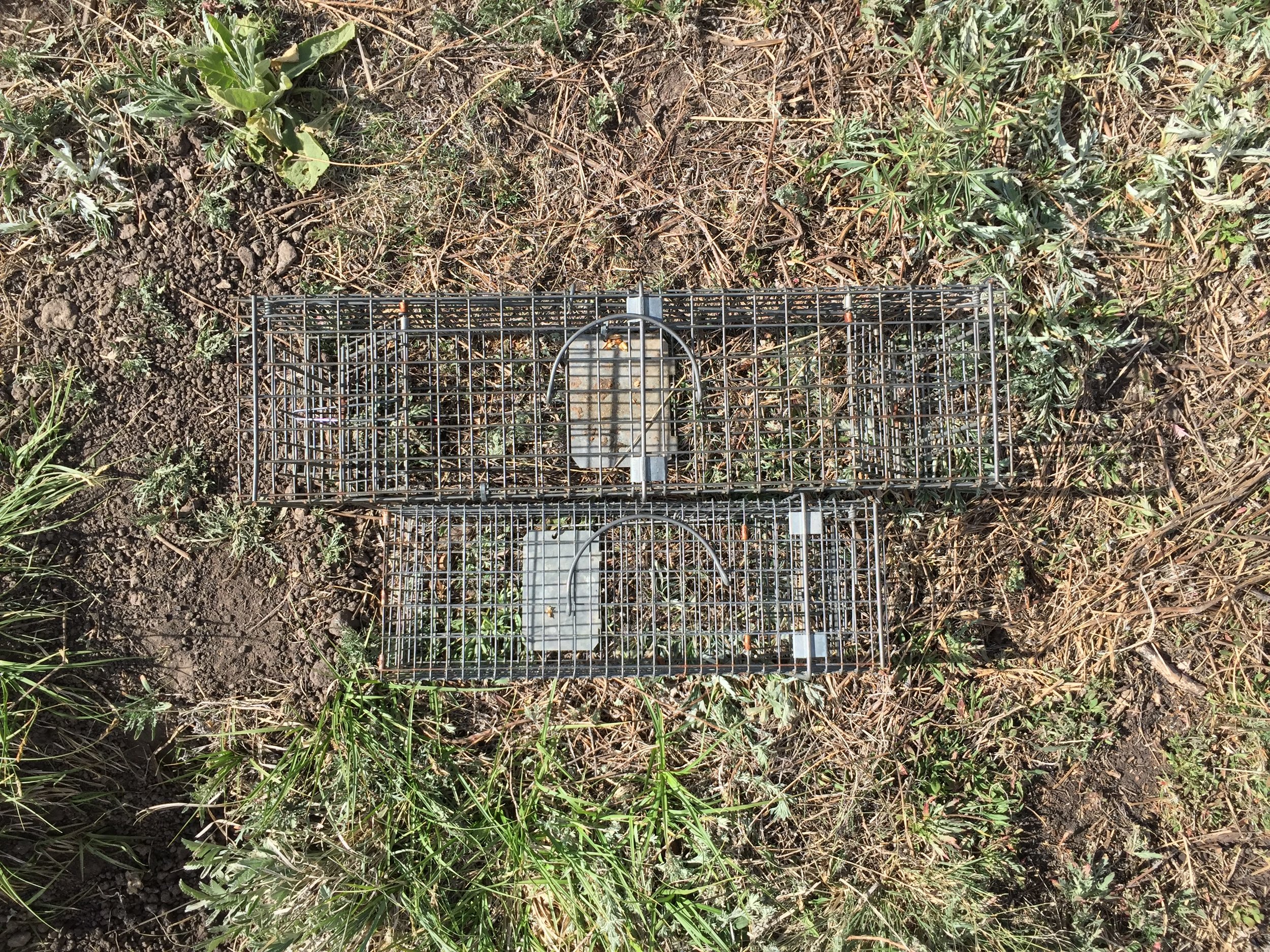  A double-door adult trap and a single-door juvenile trap - both Tomahawk live traps.  ©MRR 2016  