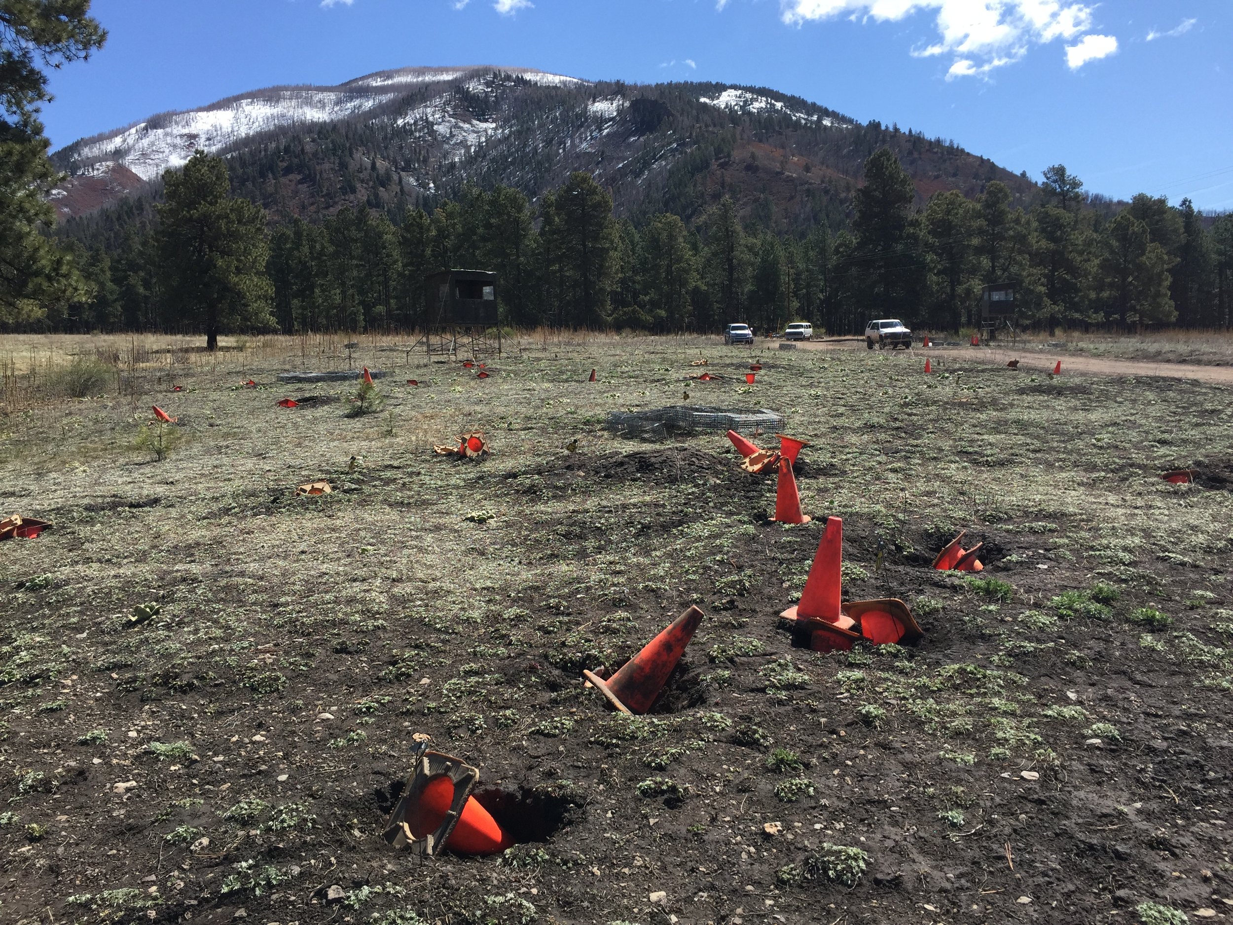  Traffic cones are used to temporarily plug escape routes for hard-to-catch prairie dogs.  ©MRR 2016  