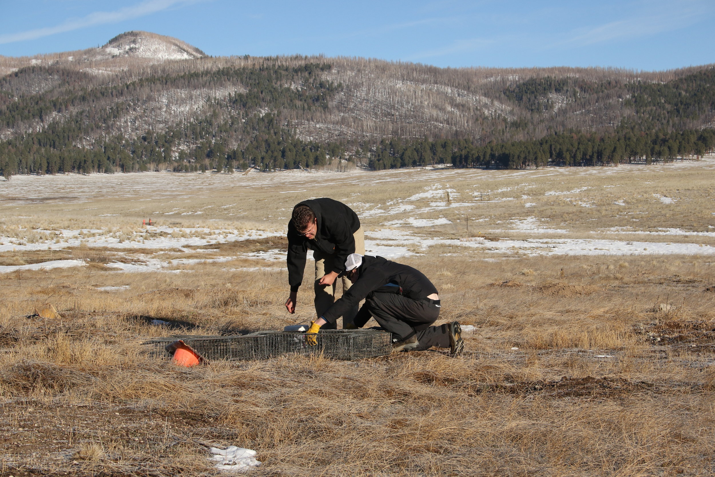  Squaddie Patrick and Denver Zoo volunteer Tim open traps at a surrounding.  ©MRR 2017  