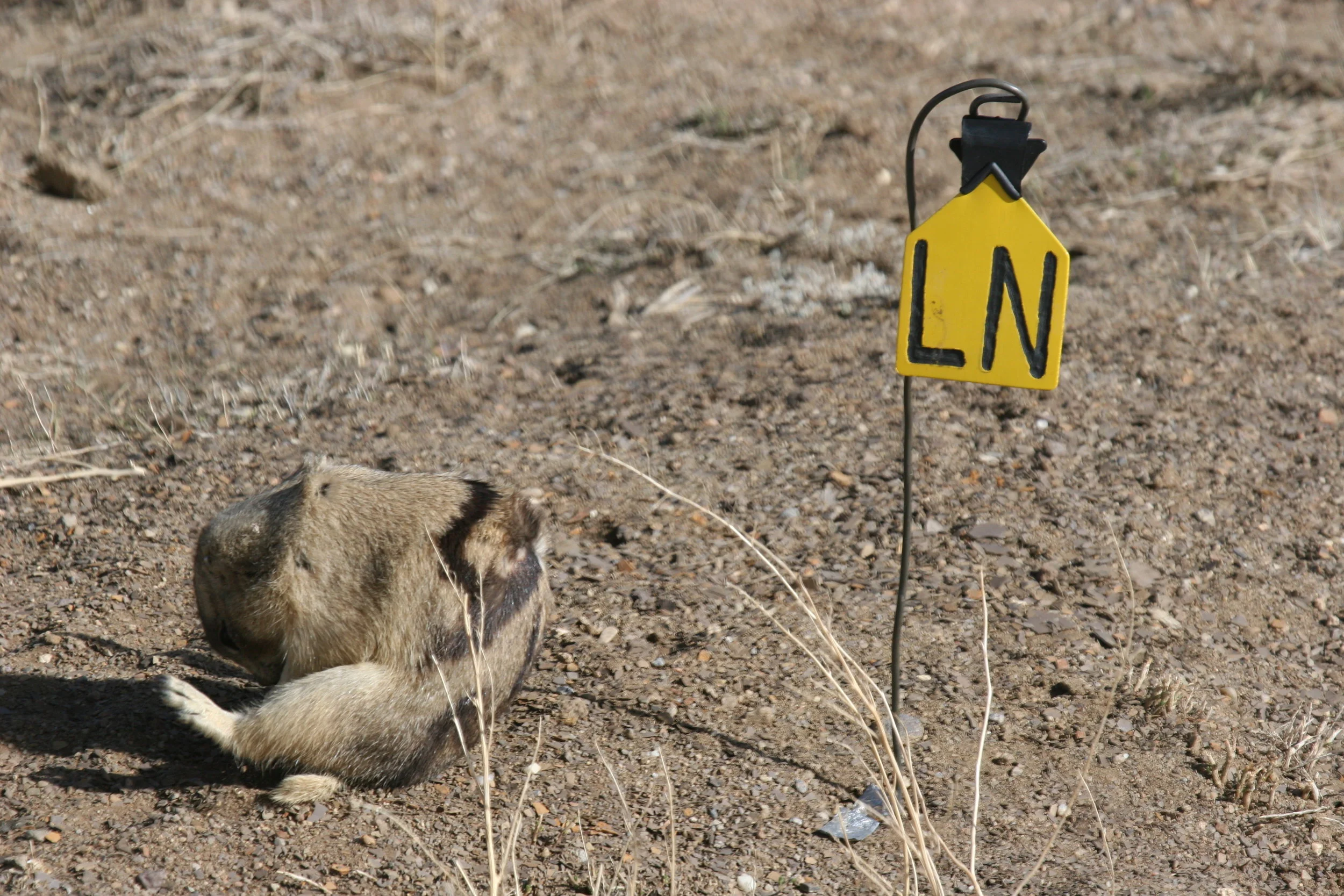 Male 42 licks his penis after mating, a telltale sign that a copulation has occurred. ©John Hoogland 2012