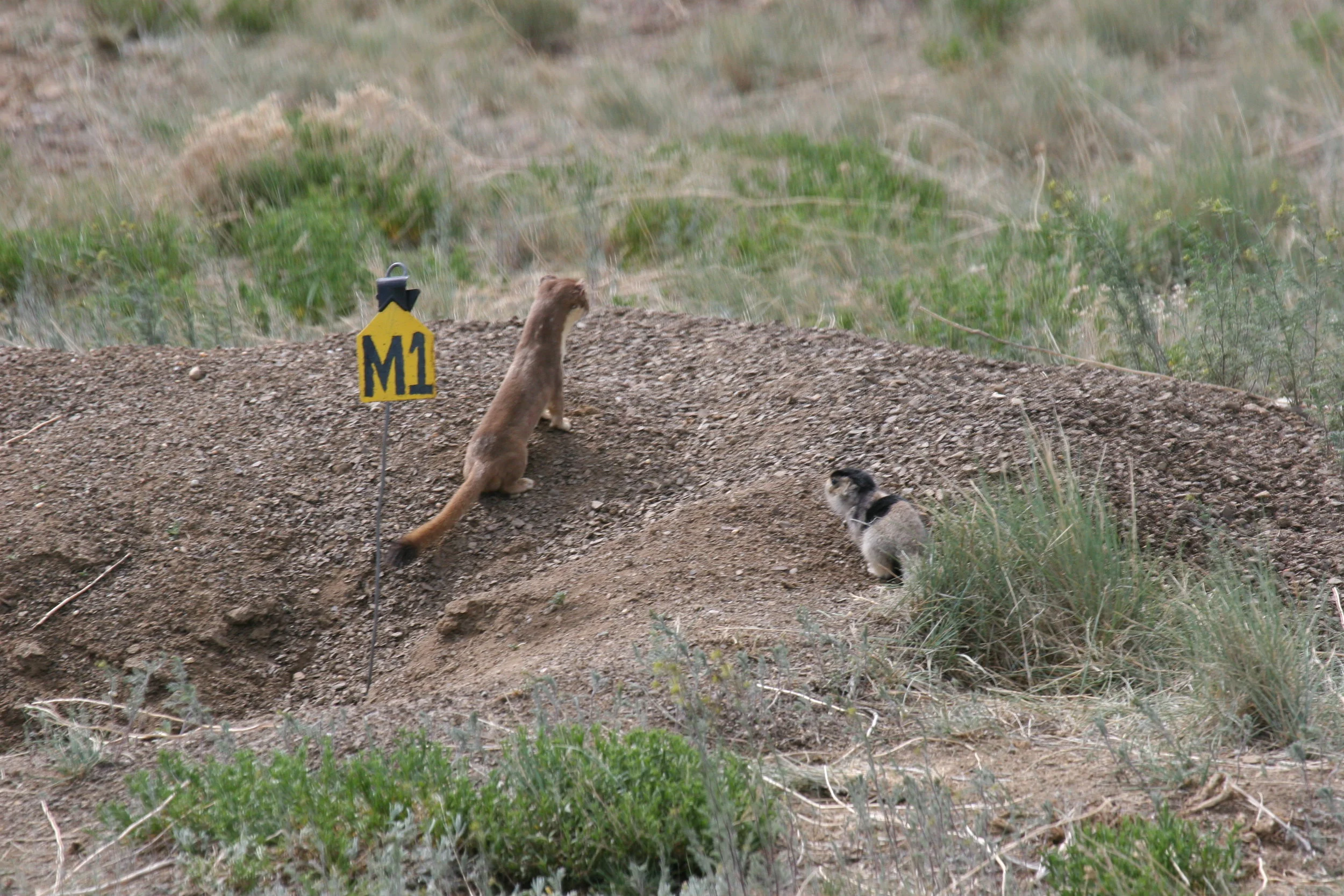 Not even the safety of a burrow can save juvenile prairie dogs from a persistent weasel. ©John Hoogland 2006