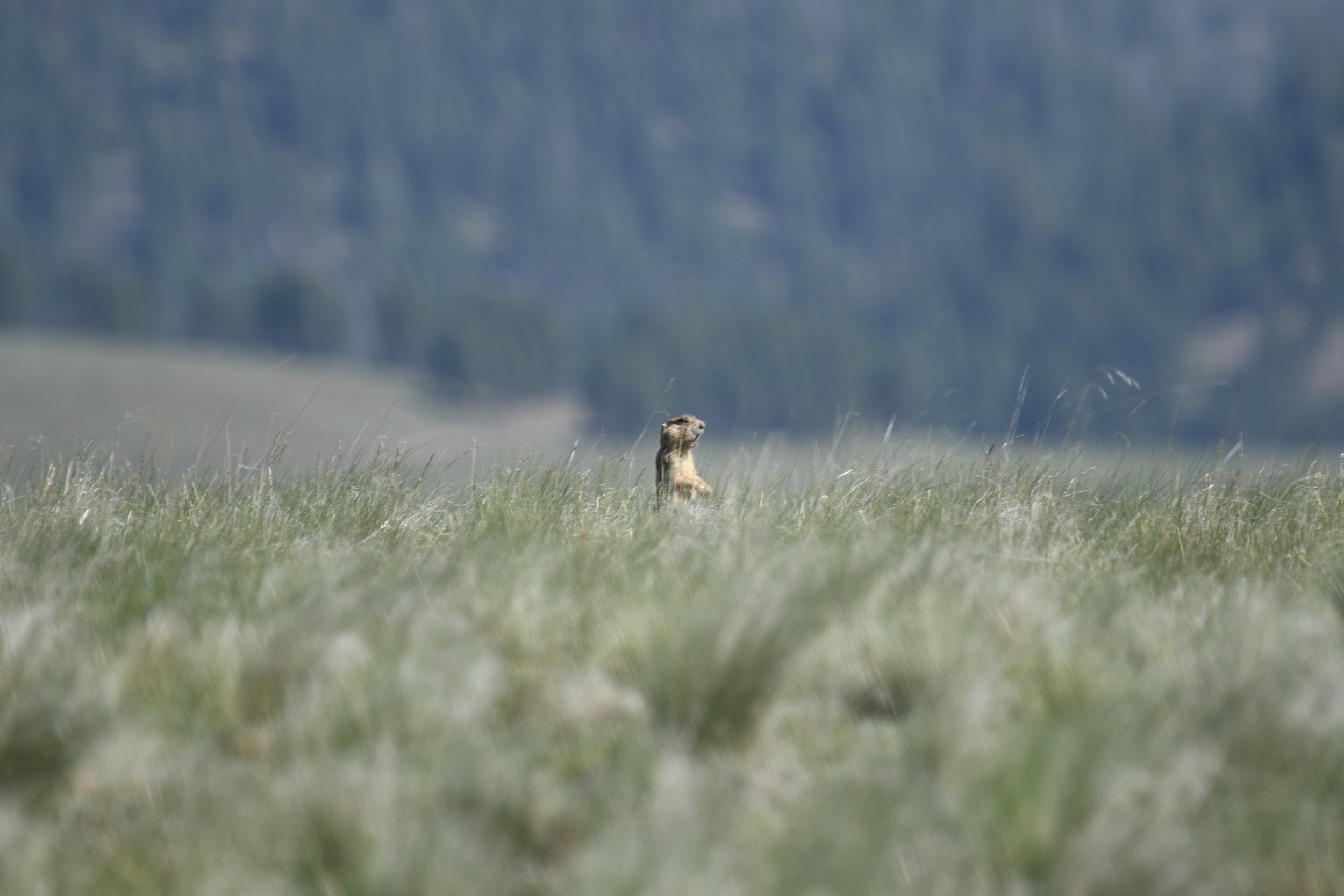  Though hard to see at a distance, this prairie dog is sounding an alarm call from the tall grass.  ©MRR 2017  