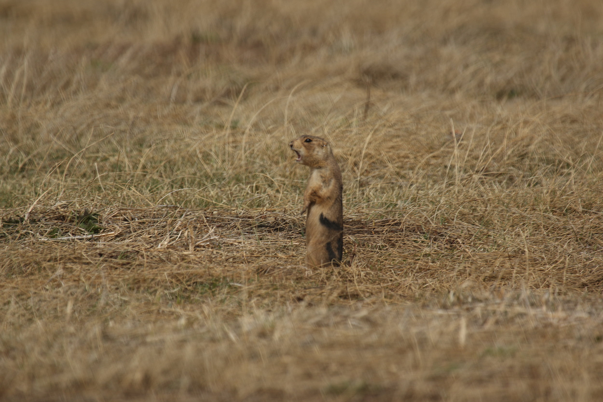  The lower incisors (front teeth) are visible during an alarm call. Though these calls can be given from a number of positions, up on their hind legs is the most common.  ©MRR 2017  