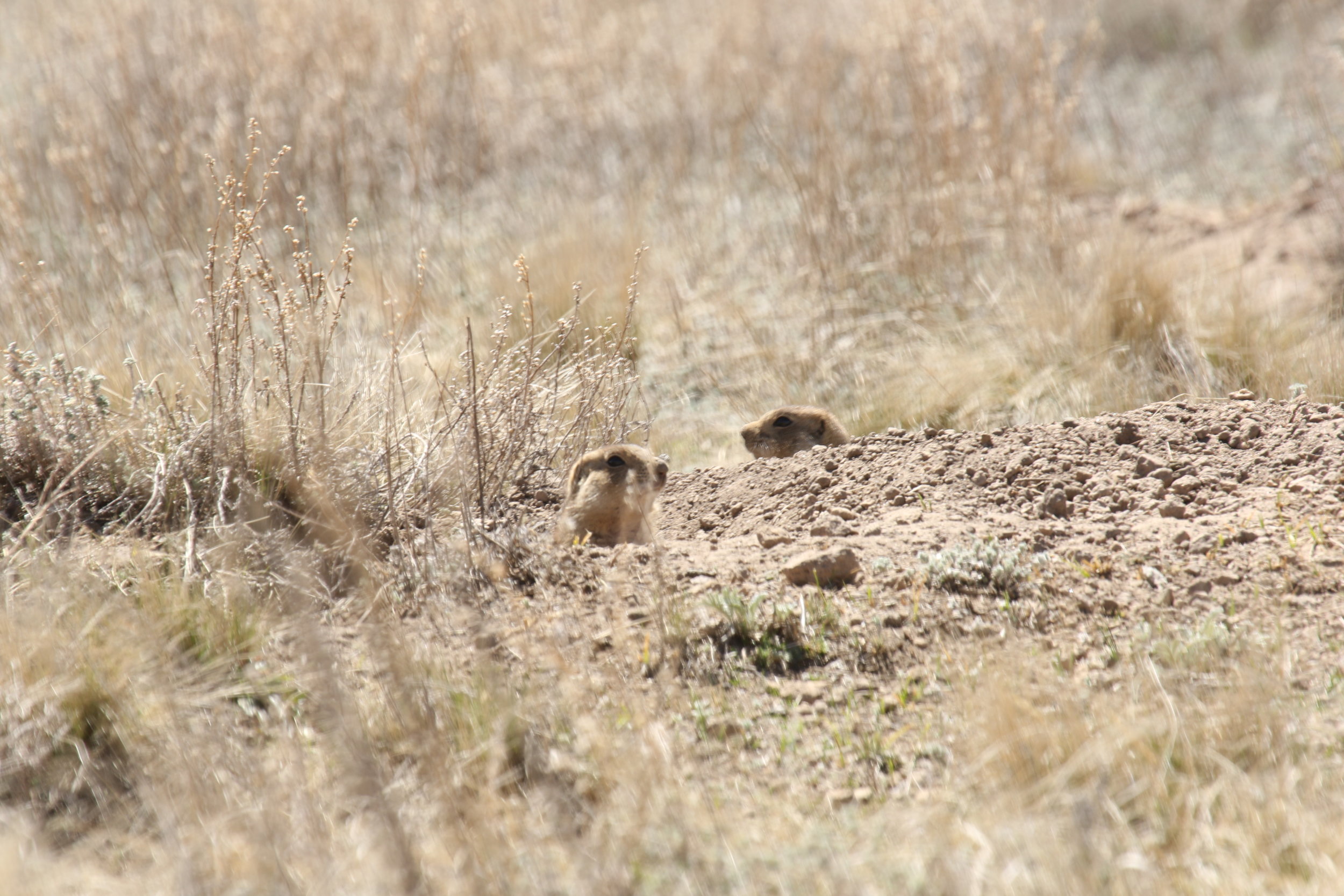  Upon perceiving a threat, a prairie dog will often run to the mouth of its burrow, keeping an eye on its surroundings from the safest position.  ©MRR 2017  