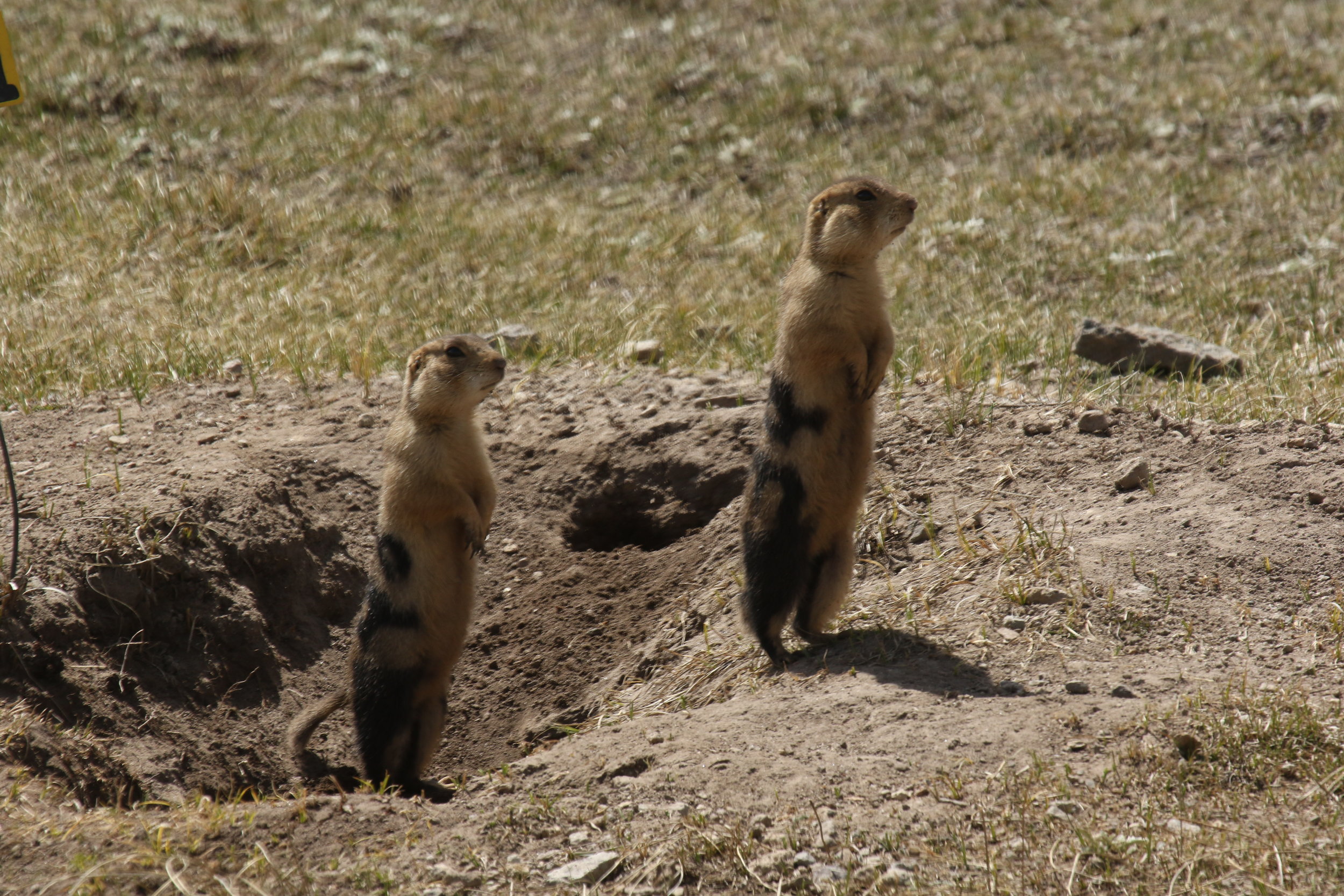 The Prey Animal — The Prairie Dog Project