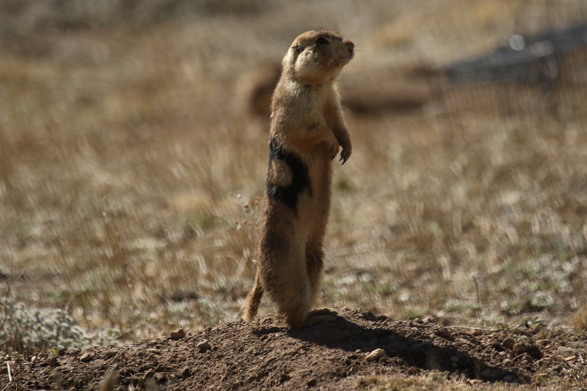 The Prey Animal — The Prairie Dog Project