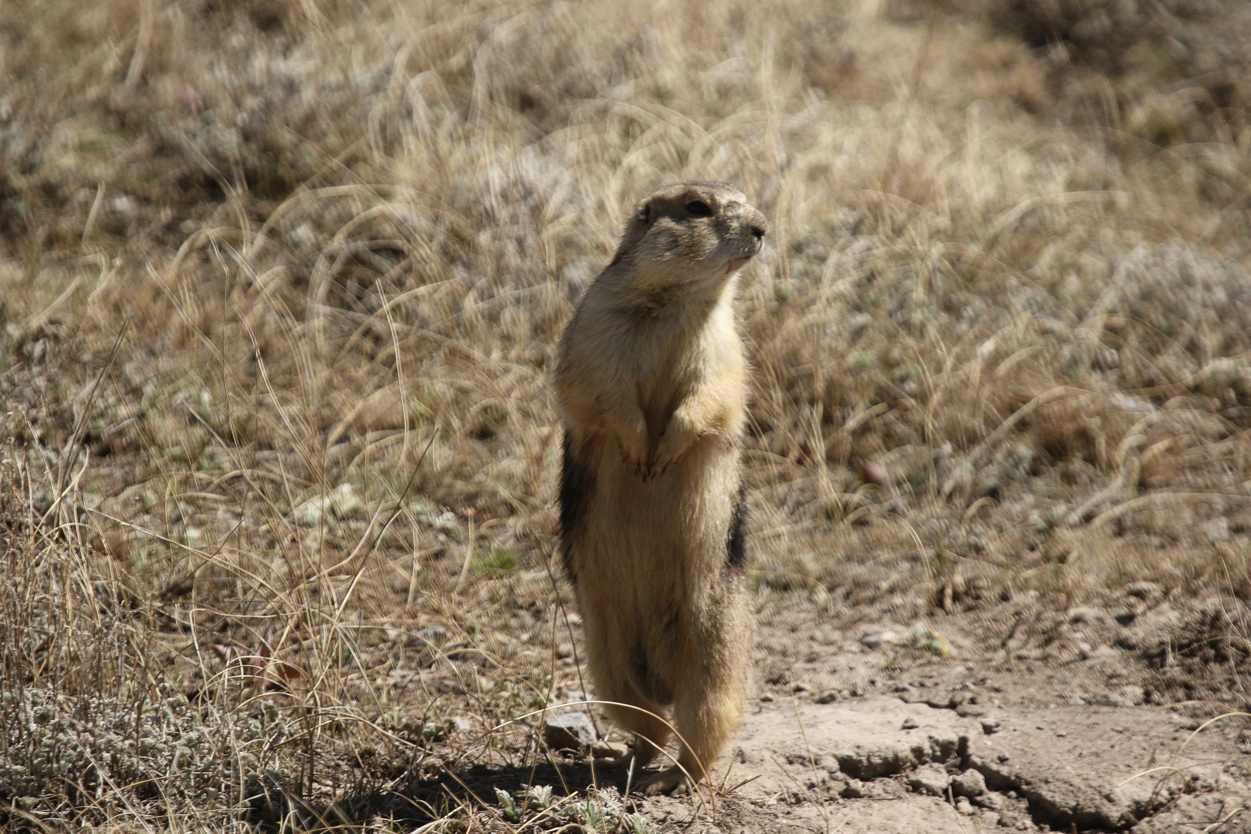  Standing at its tallest allows a prairie dog to scan farther.  ©MRR 2017  