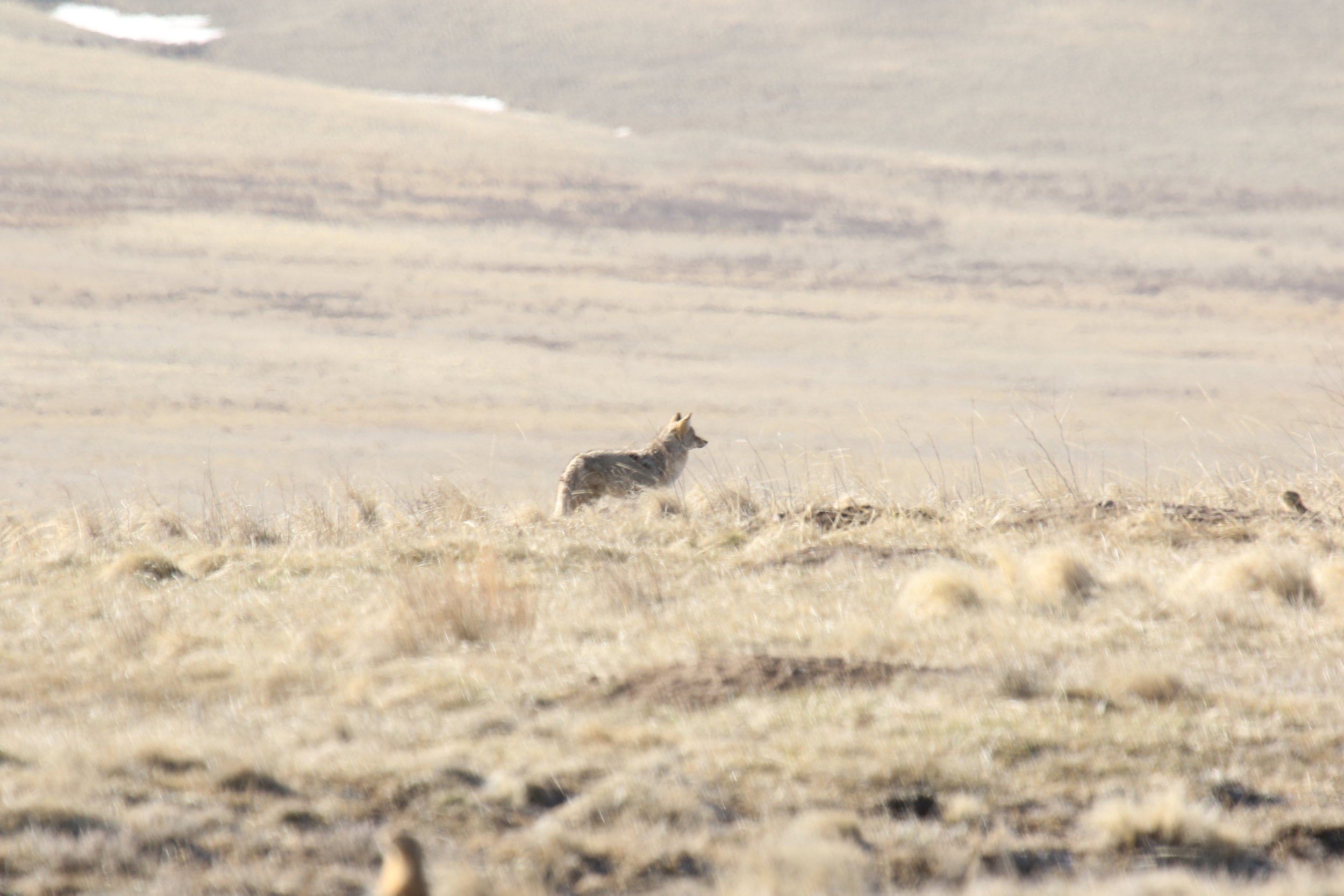  A coyote has been spotted by the prairie dogs it's been stalking.  ©MRR 2017  