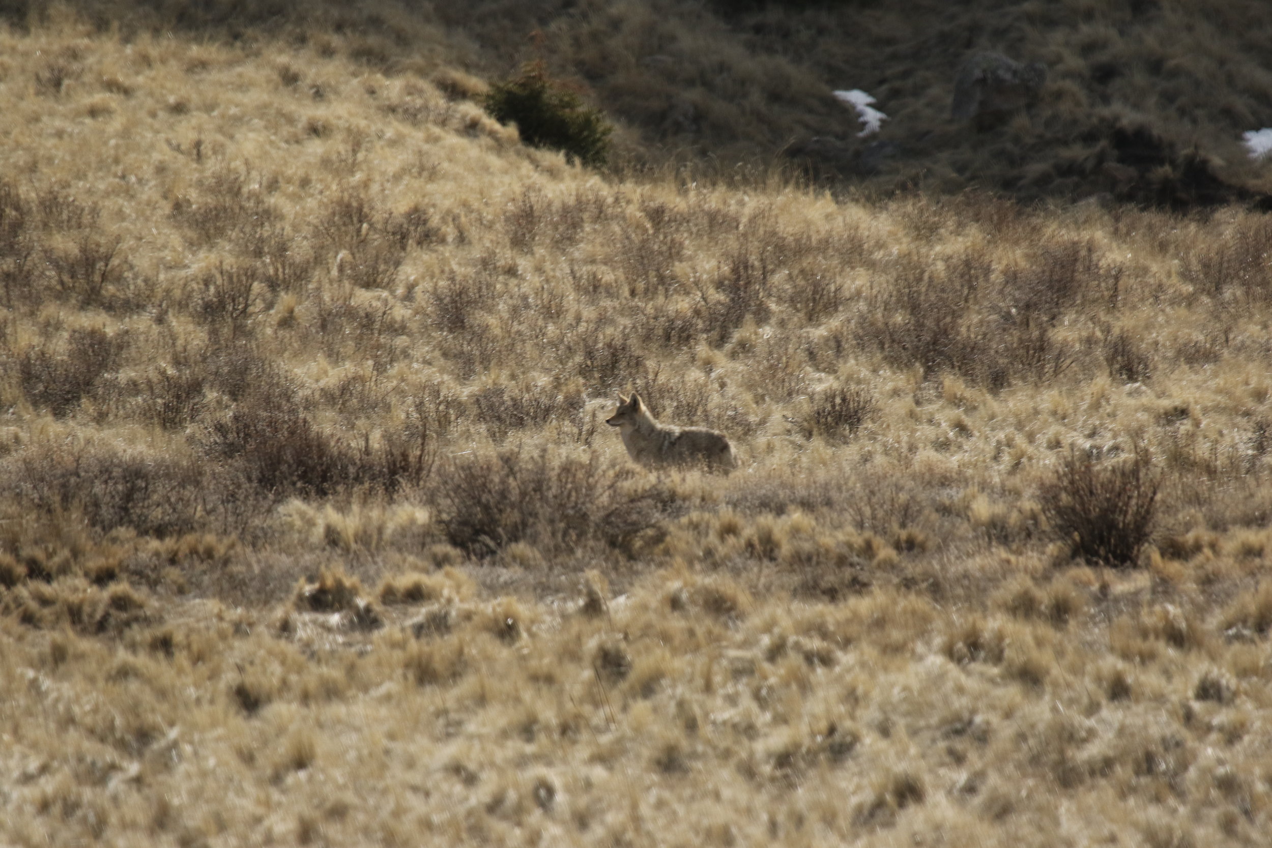  A coyote hunts in the taller grass.  ©MRR 2017  