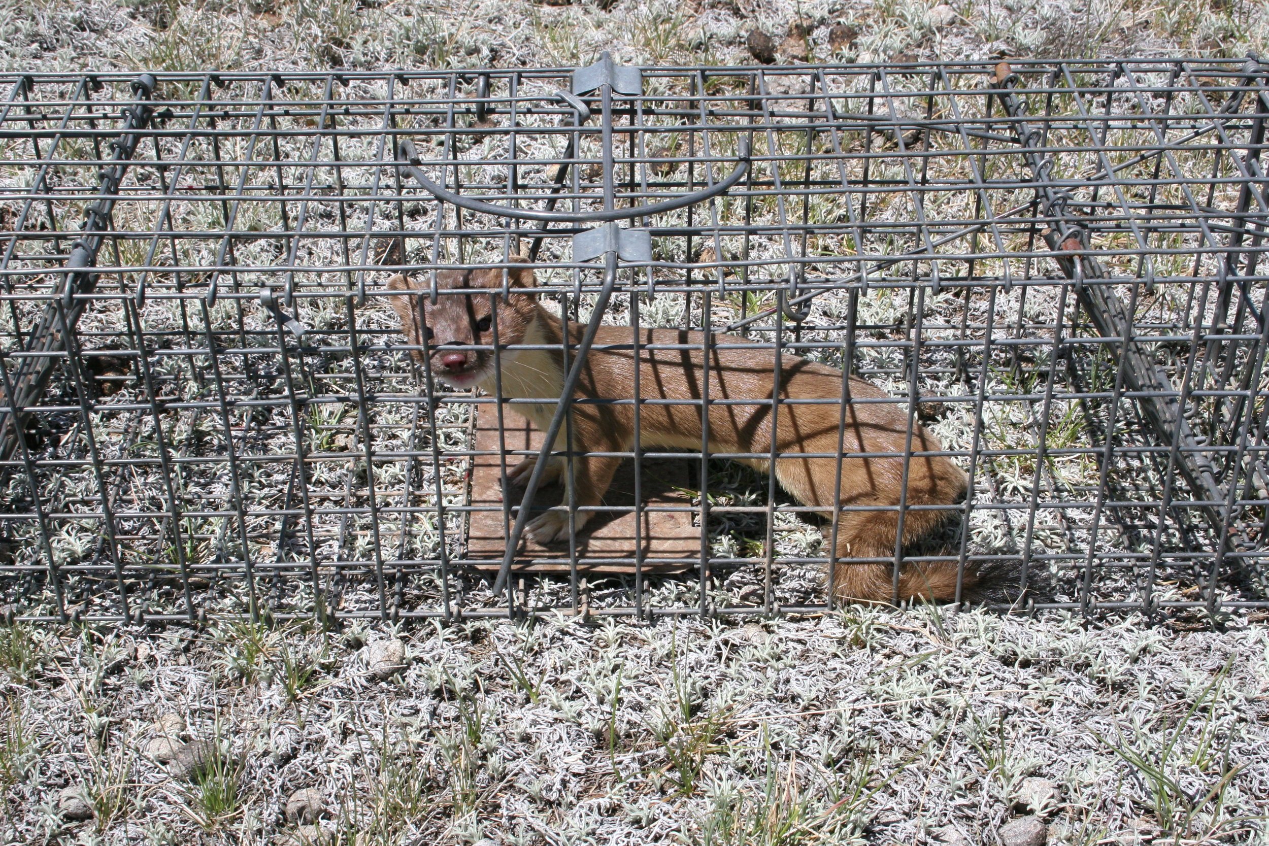  A wandering weasel makes its way into a prairie dog trap.  ©John Hoogland 2006  