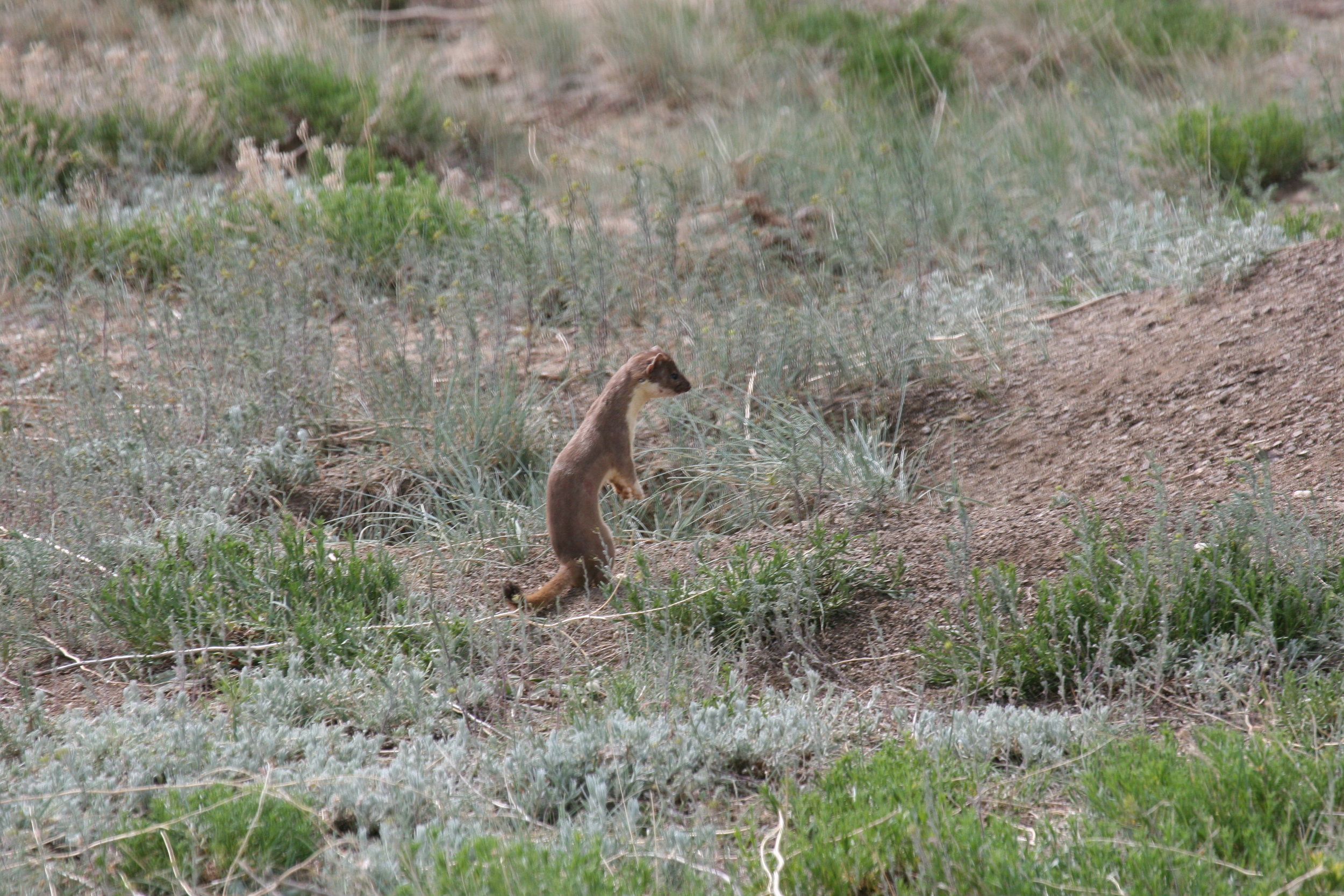  A long-tailed weasel can make quick and easy prey of juvenile prairie dogs.  ©John Hoogland 2006  