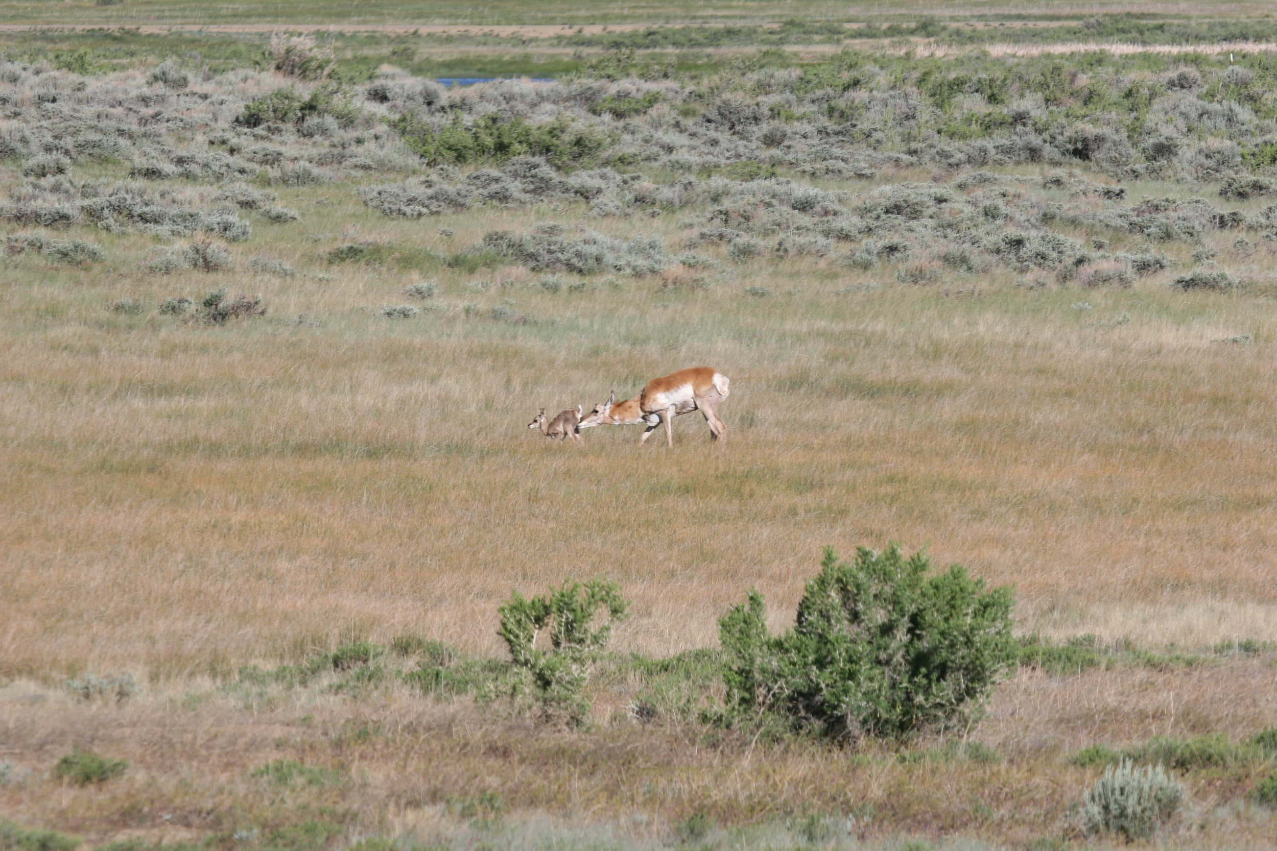  Prairie dogs will sometimes (though infrequently) give false alarms at animals that are not predators before the prairie dog can determine what the animal is. Here another prey animal, the pronghorn, shows its own vulnerability.  ©John Hoogland 2006