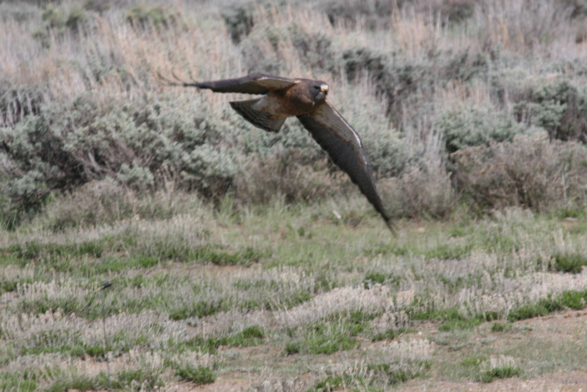  A Swainson's hawk flies over the colony looking for juvenile prairie dogs.  ©John Hoogland 2011  