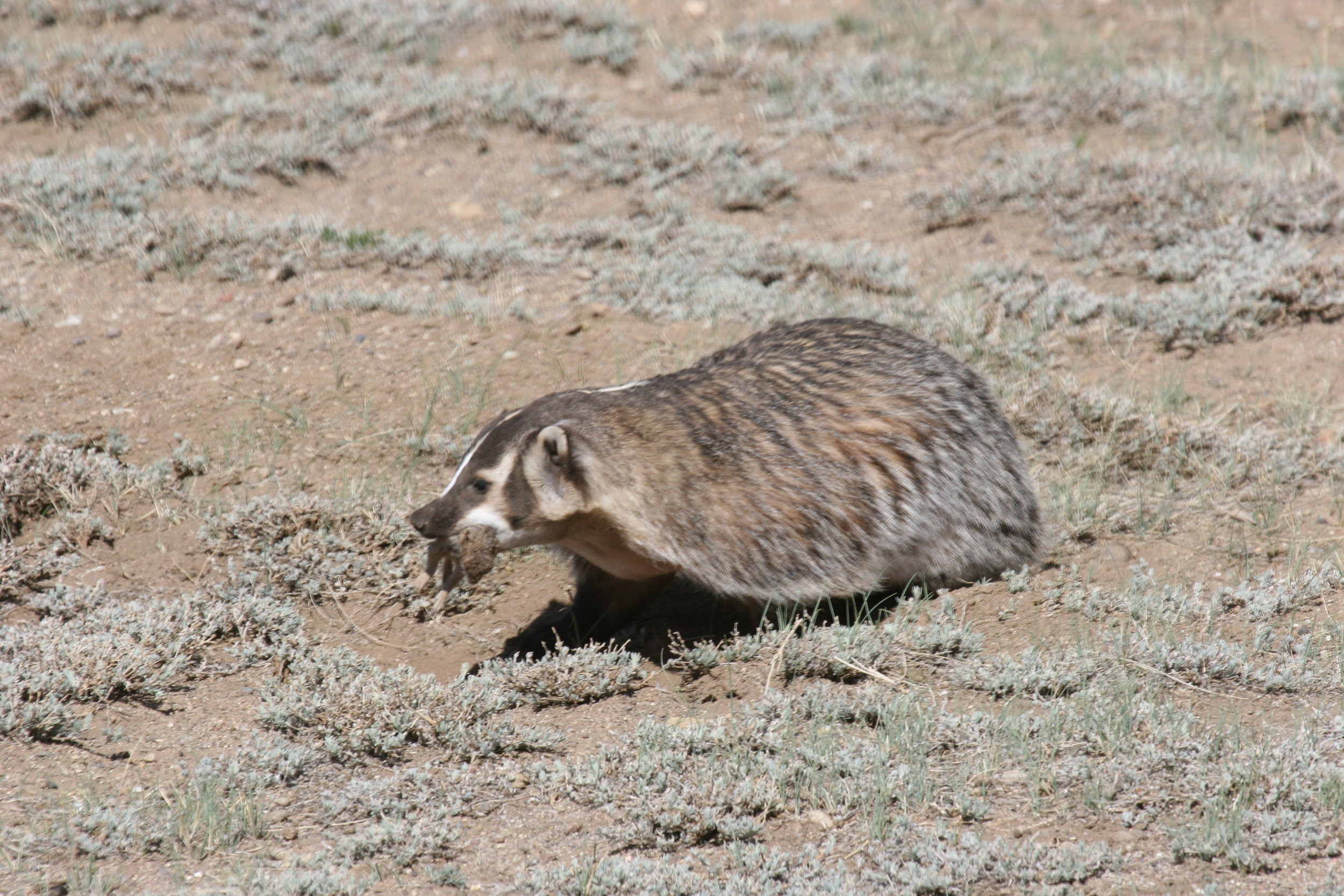  A badger comes home with a juvenile prairie dog in her jaws.  ©John Hoogland 2012  