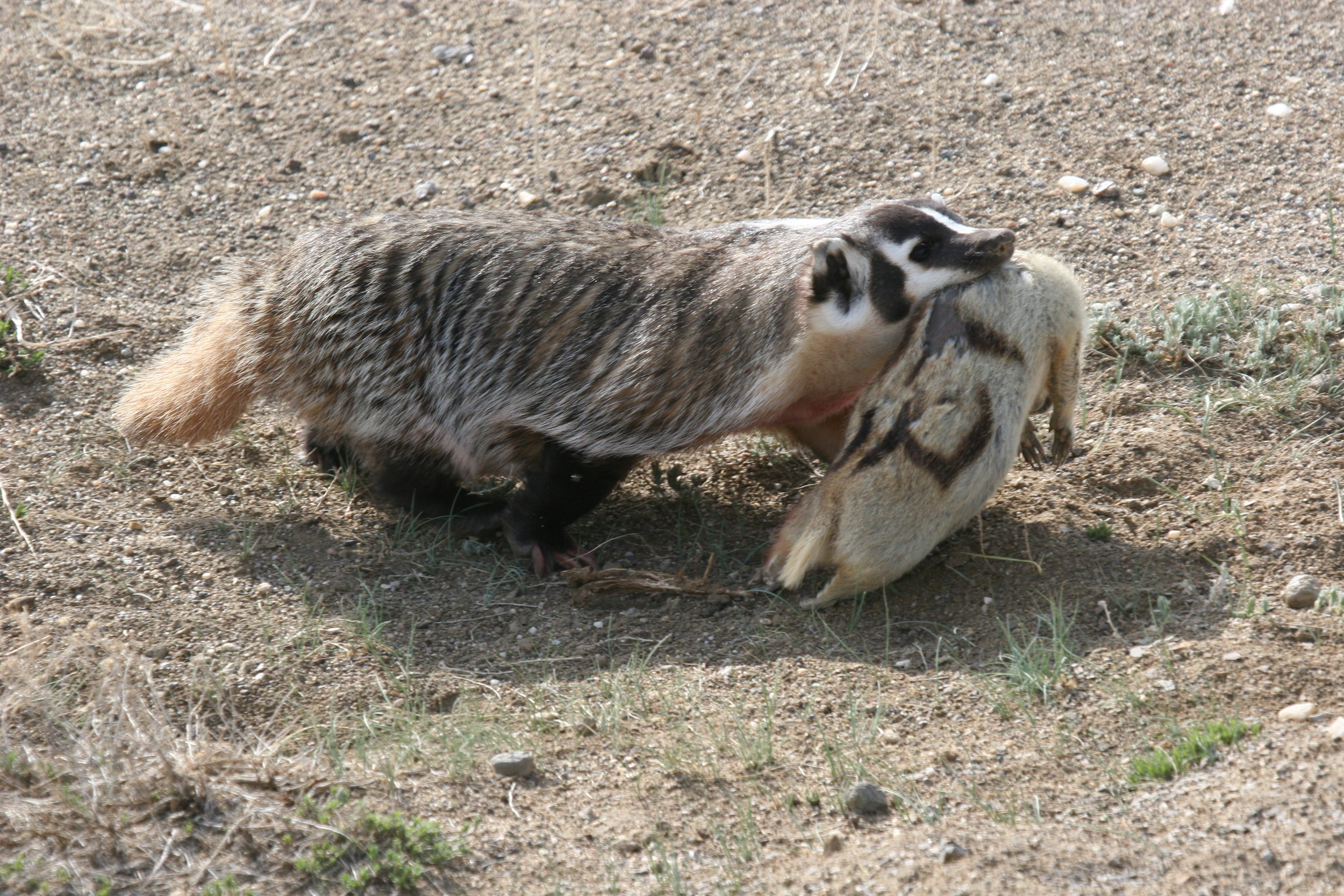  A badger comes home with an adult prairie dog in her jaws.  ©John Hoogland 2012  