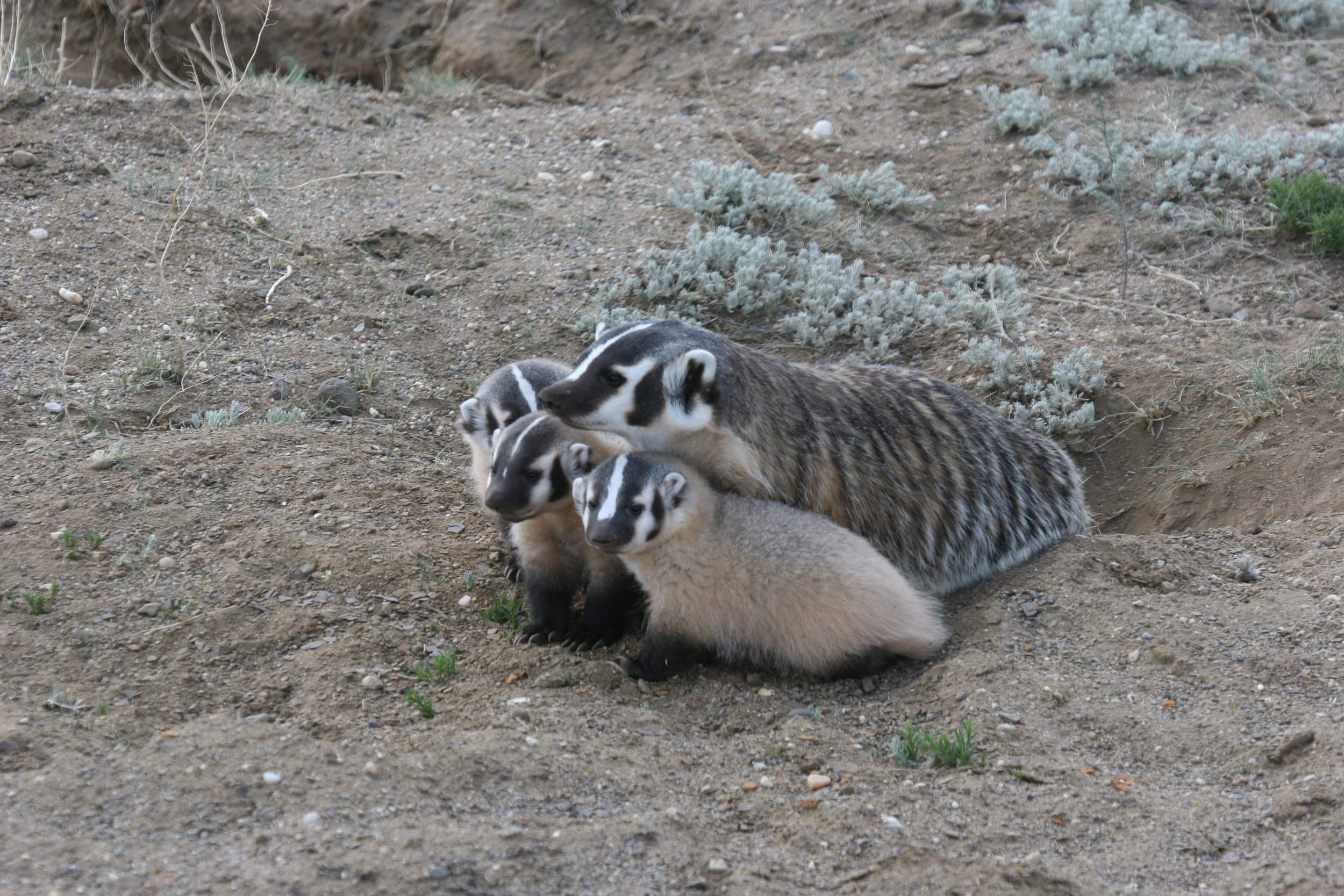  This badger mother must hunt almost nonstop to feed her growing offspring.  ©John Hoogland 2012  