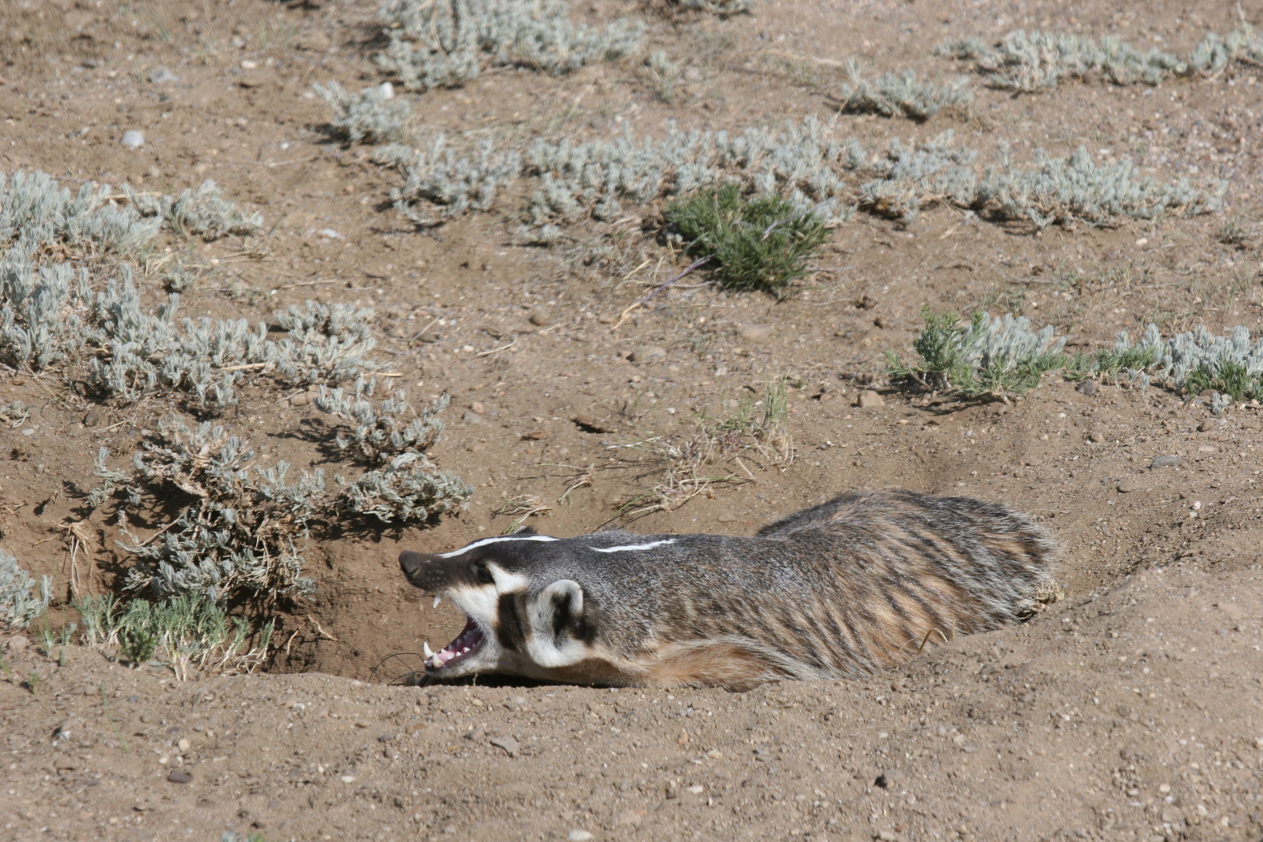  As a carnivore, badgers have long, sharp canines for grabbing prey.  ©John Hoogland 2012  
