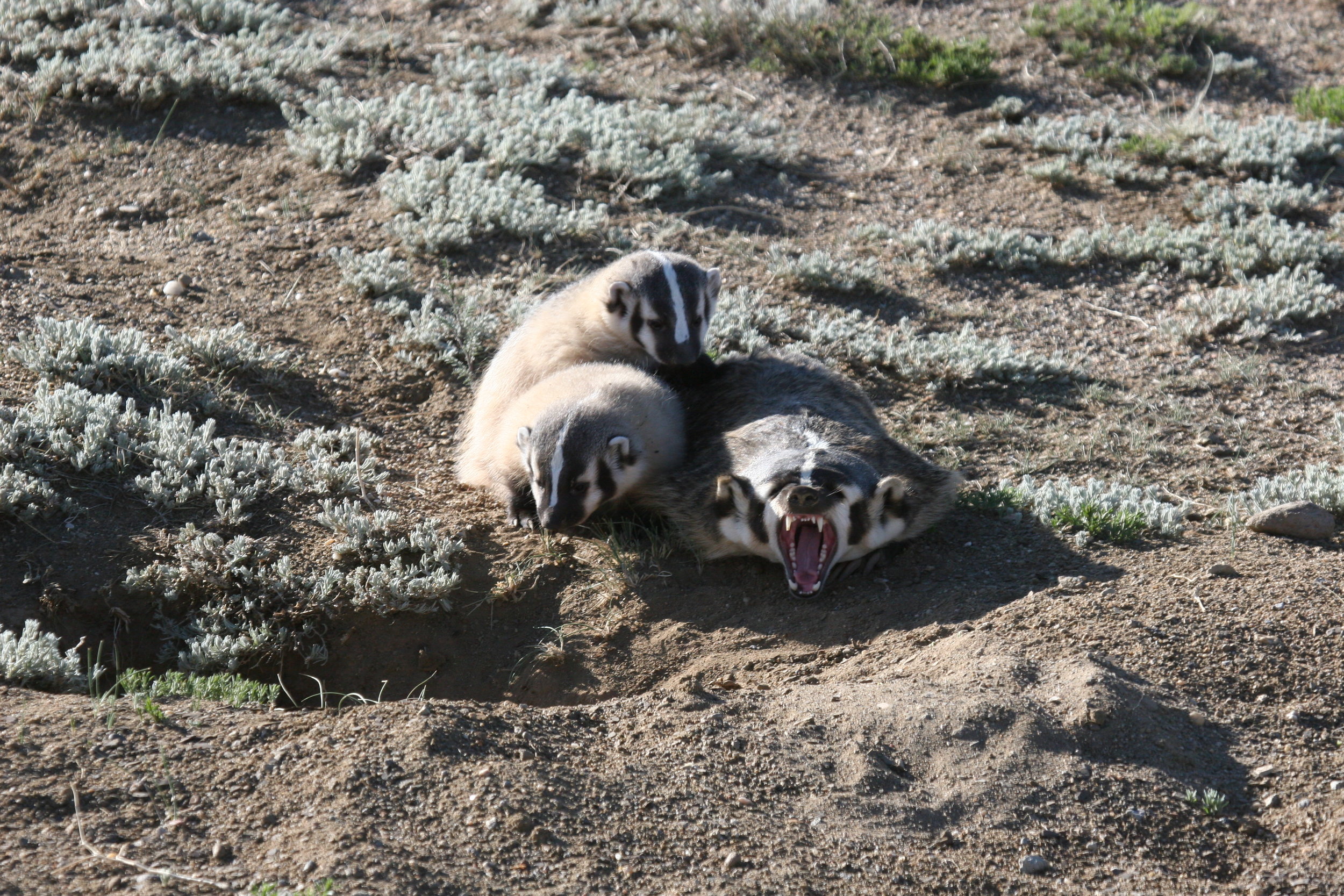  A yawn puts this badger's crushing teeth on display.  ©John Hoogland 2012  