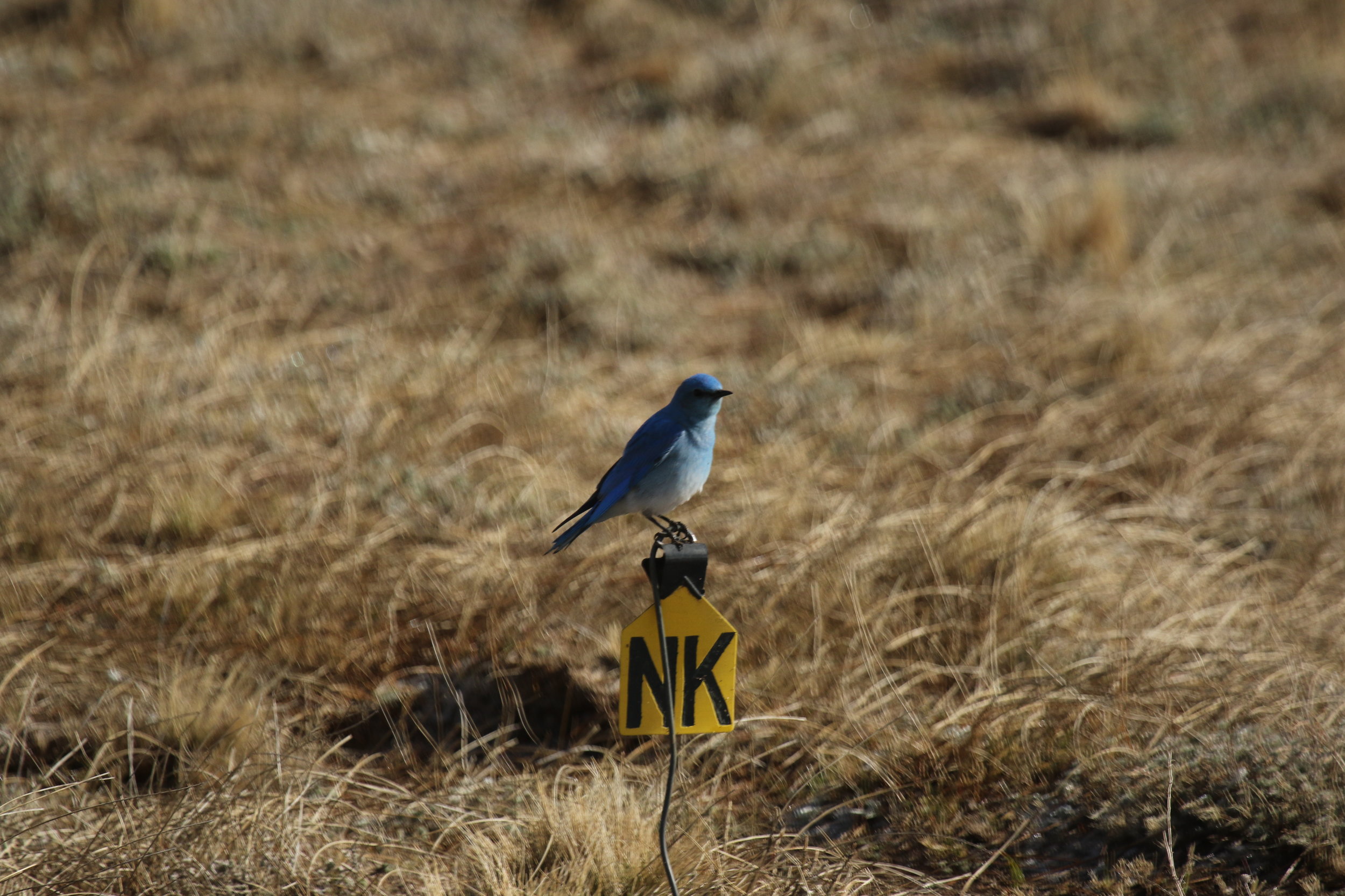  Juvenile prairie dogs will often be startled by swooping songbirds like this mountain bluebird, being hypersensitive to their new surroundings.  ©MRR 2017  