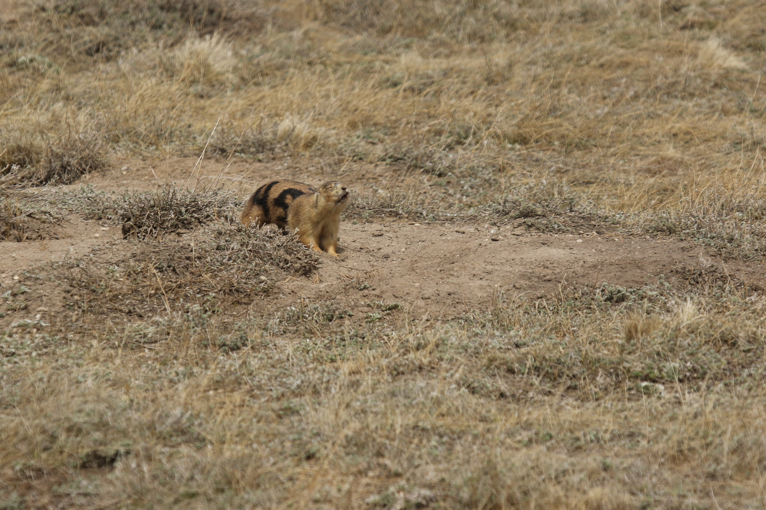  45 lets out a passionate territorial call mid-run.  ©MRR 2017  