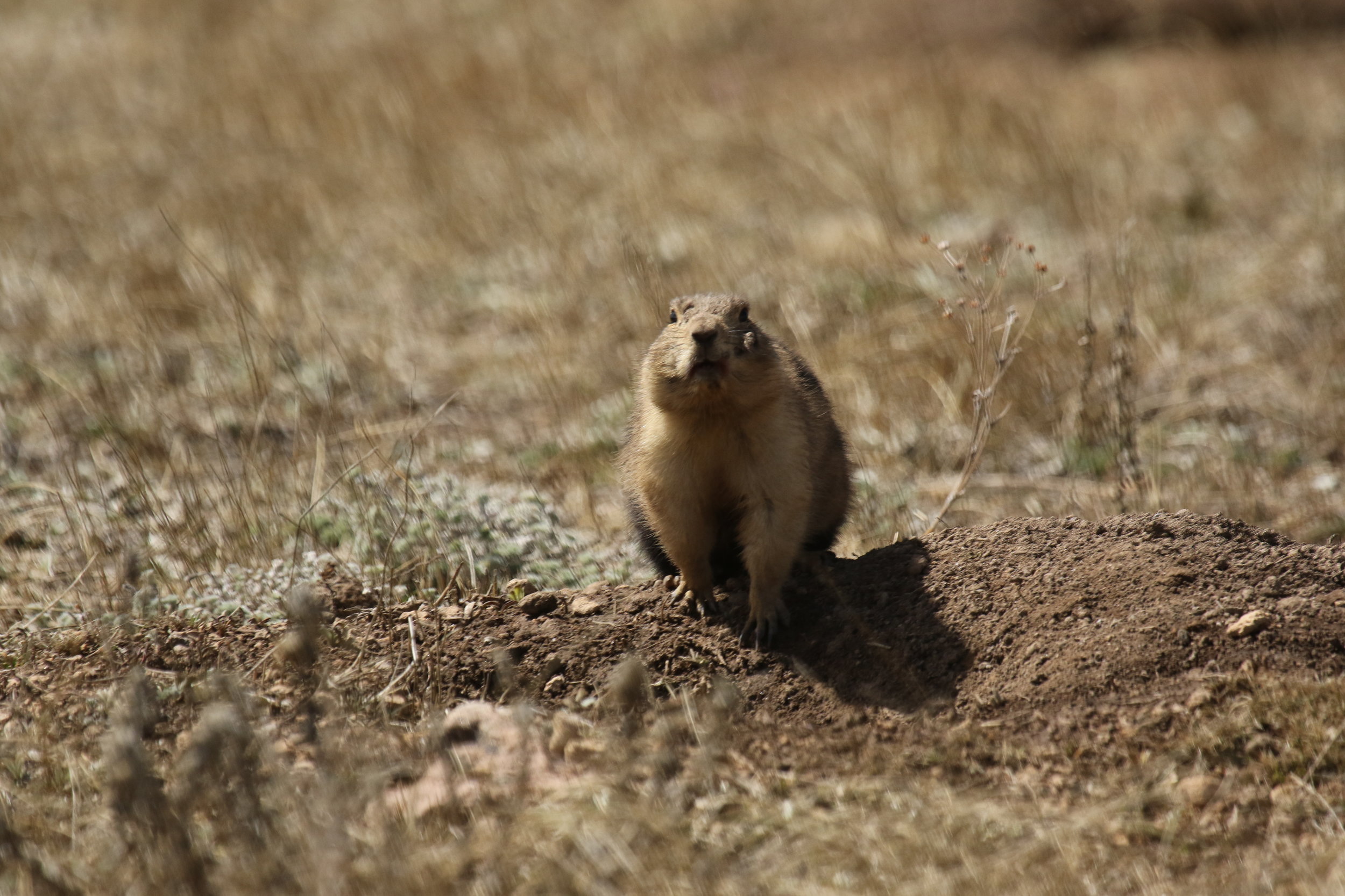 how do prairie dogs interact