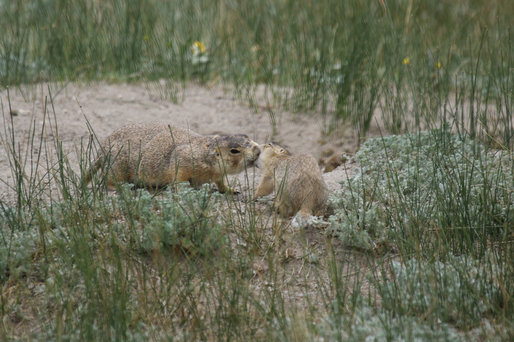 how do prairie dogs interact