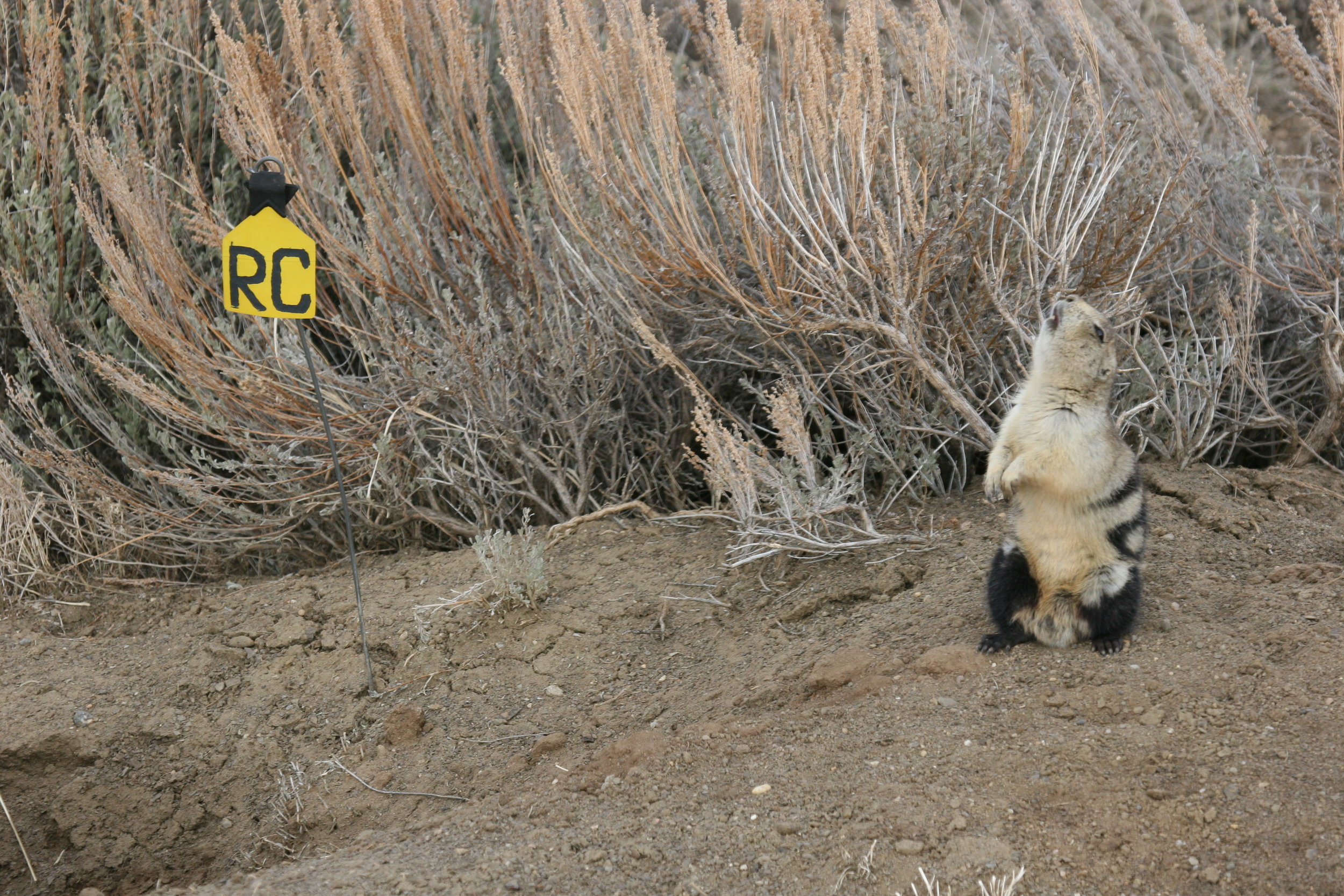  The white-tailed prairie dog will sometimes throw its head back in a territorial call.  ©John Hoogland 2006  