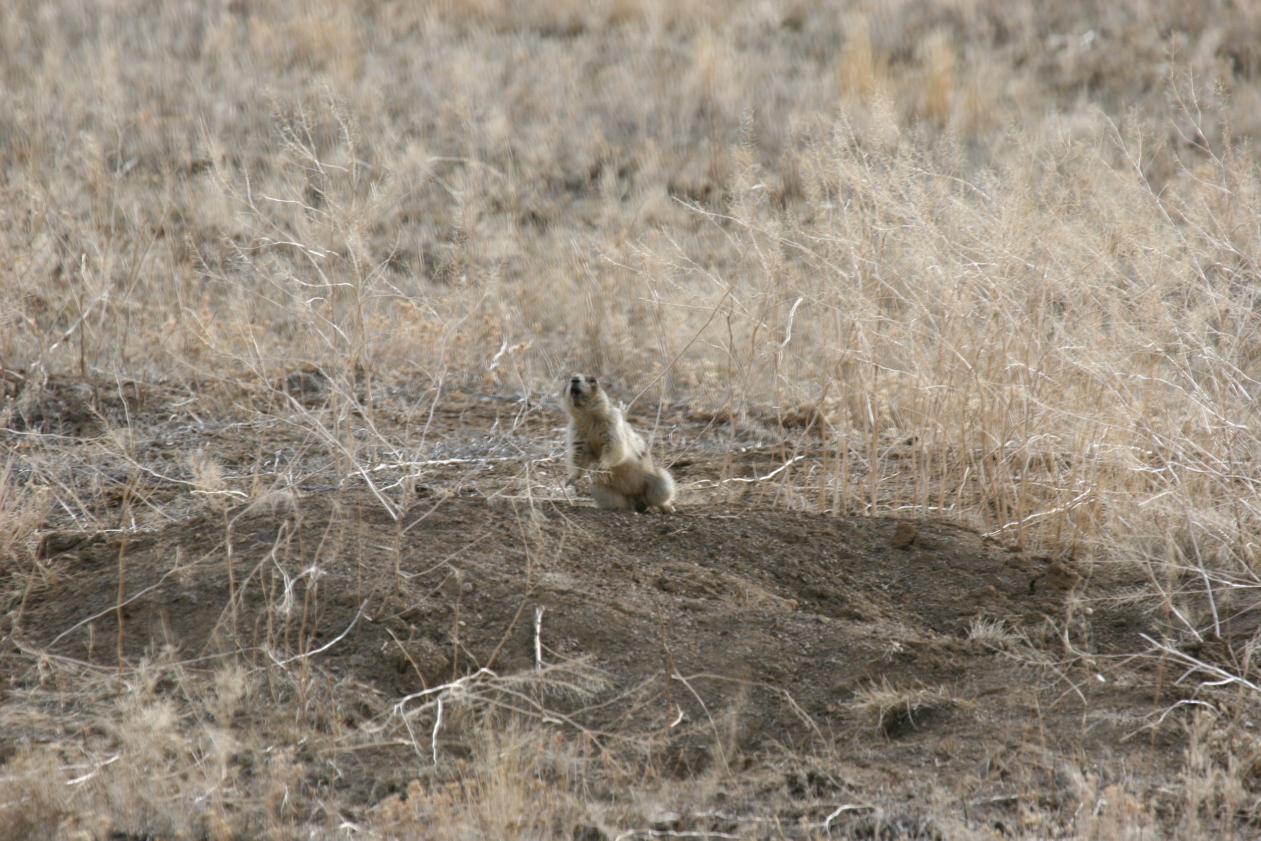  A white-tailed prairie dog territorial call.  ©John Hoogland 2006  