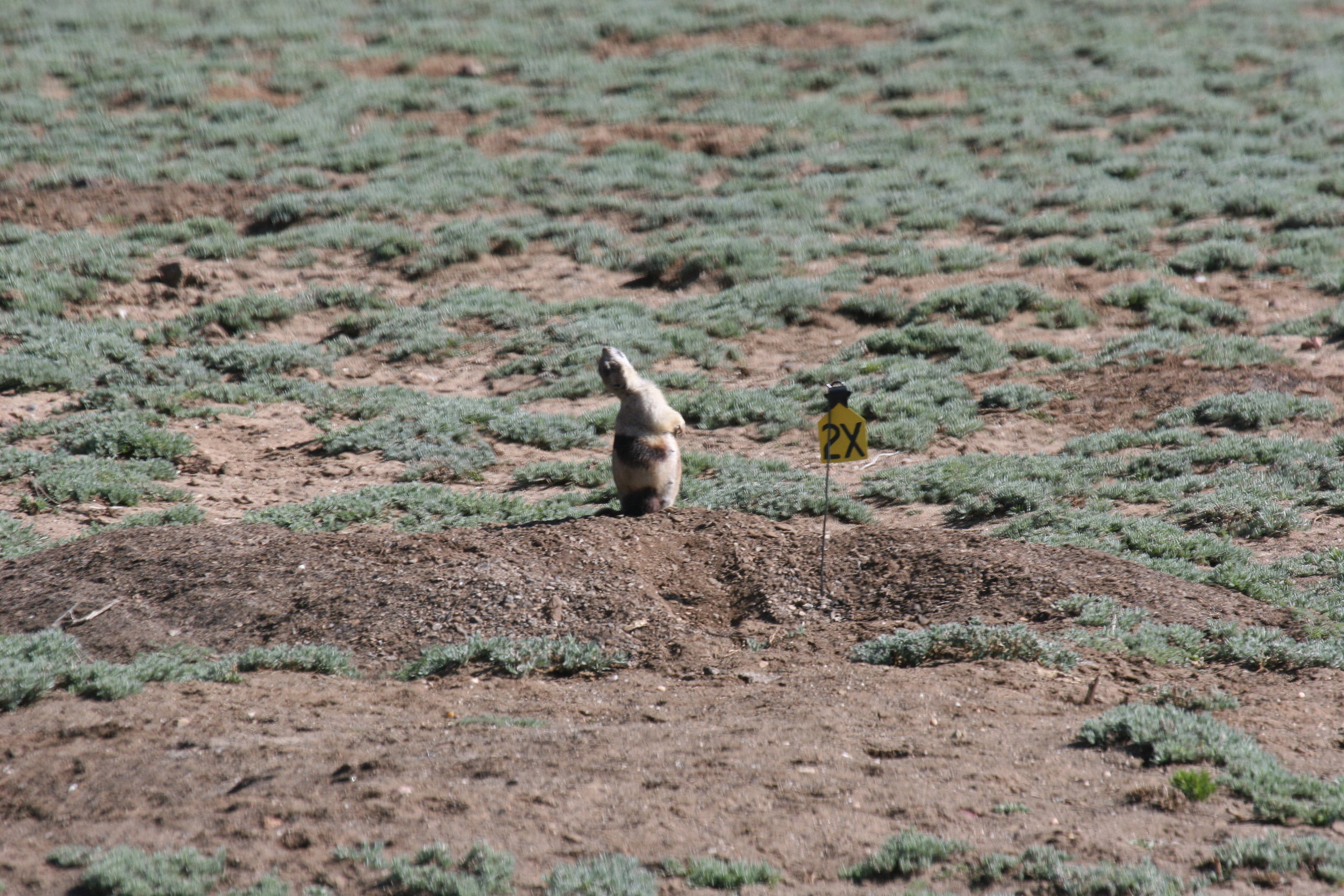  The head-back posture can be extreme in the white-tailed species.  ©John Hoogland 2007  